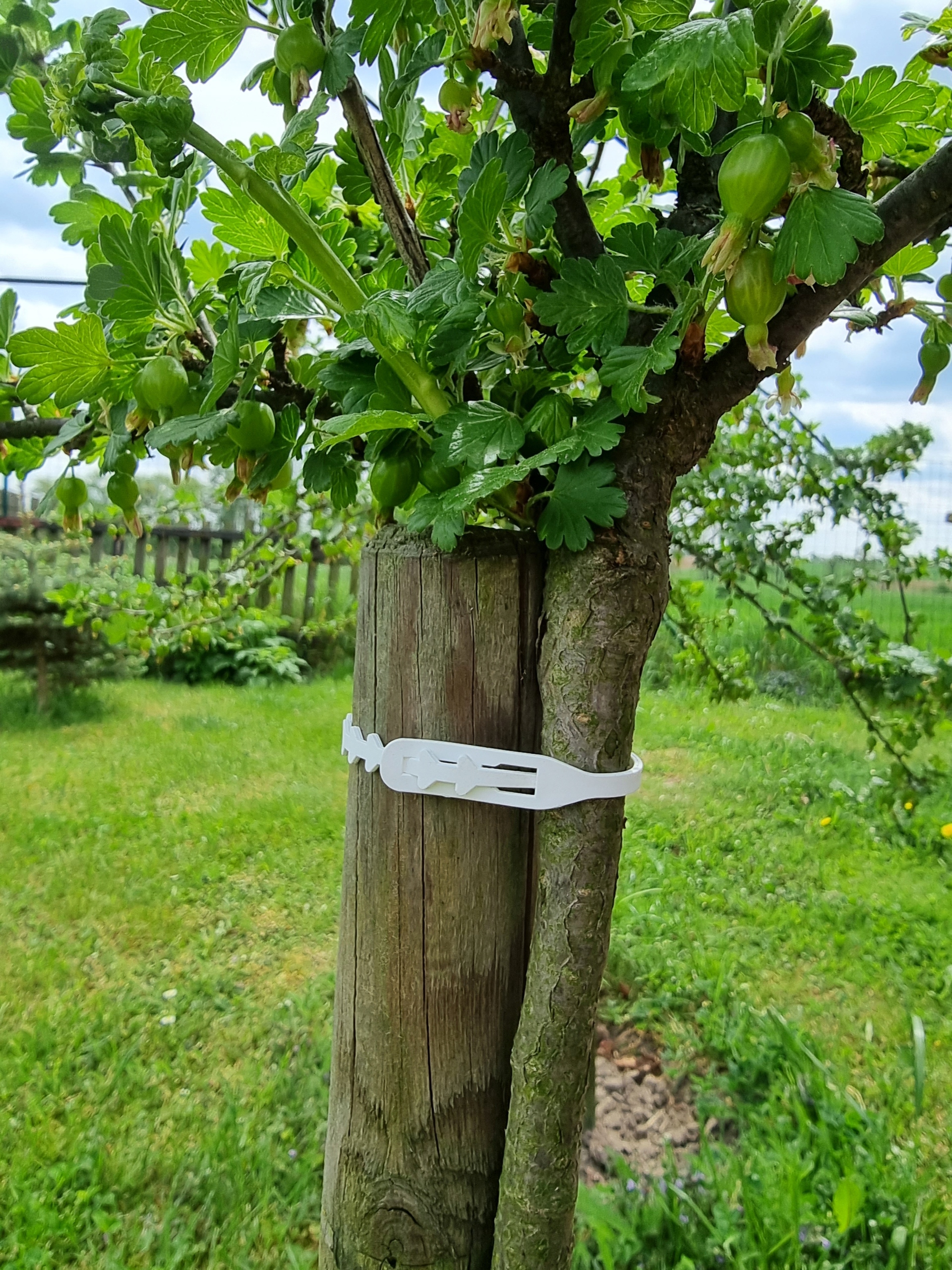 

Opaski zaciskowe trytytki do roślin Białe 100 szt.