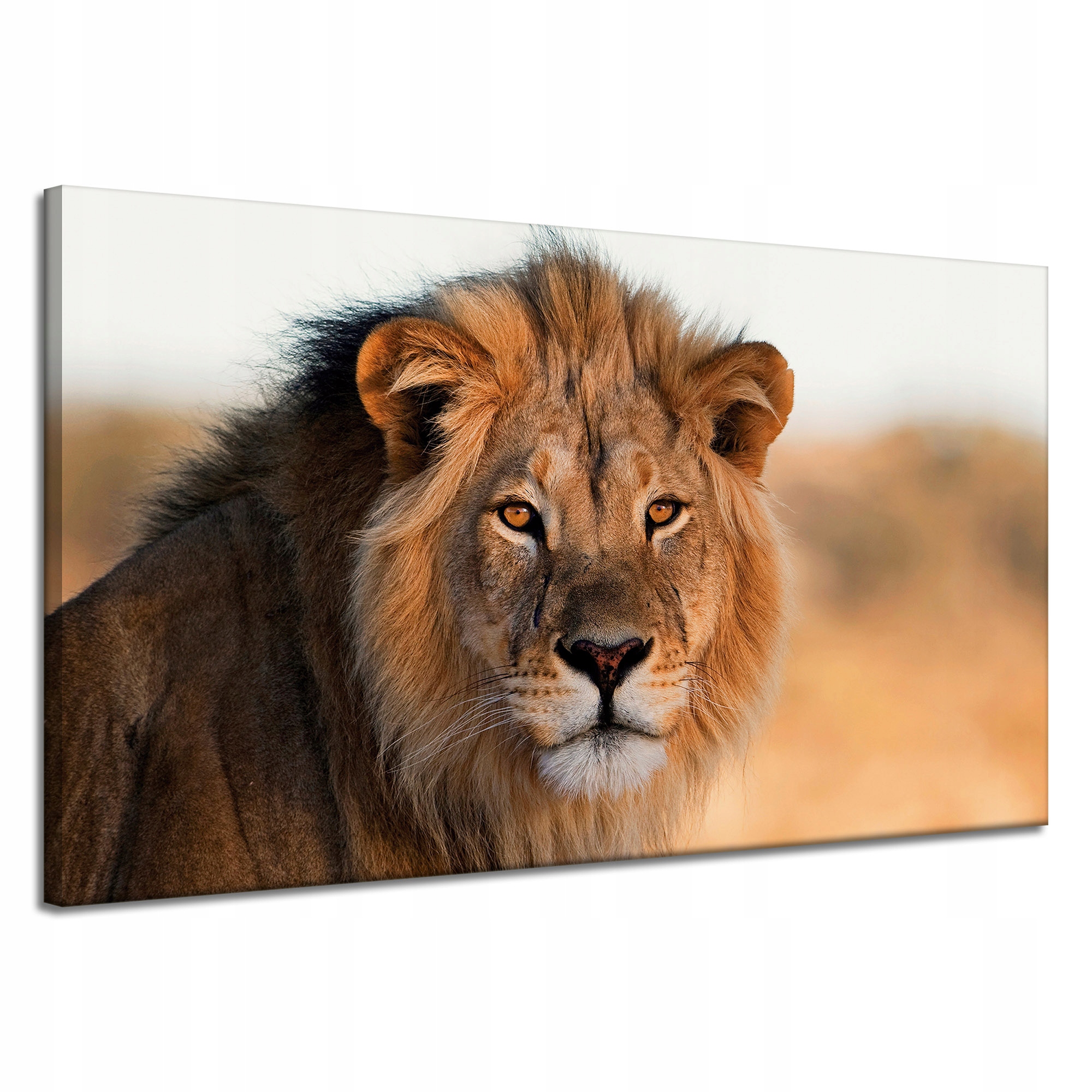 Obraz na plátně Tvář lva v záři slunce 120x70 cm Ideální jako dárek