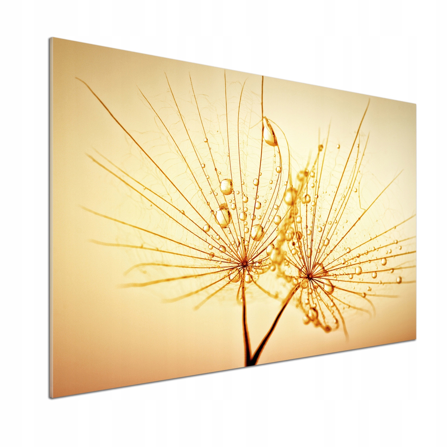 Kuchyňský panel Semena dmychadla 100x70 cm Lepidlo