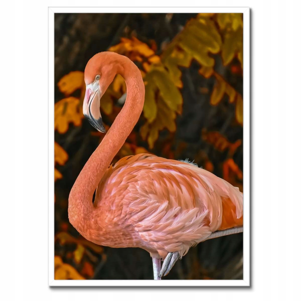 Plakáty v rámu 50x70 Pelikan v přírodě
