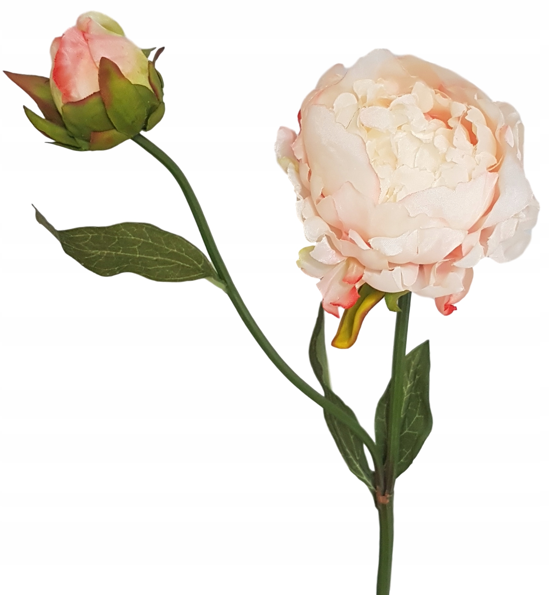 

Piwonia Peonia Piwonie Peonie morelowe z pąkiem