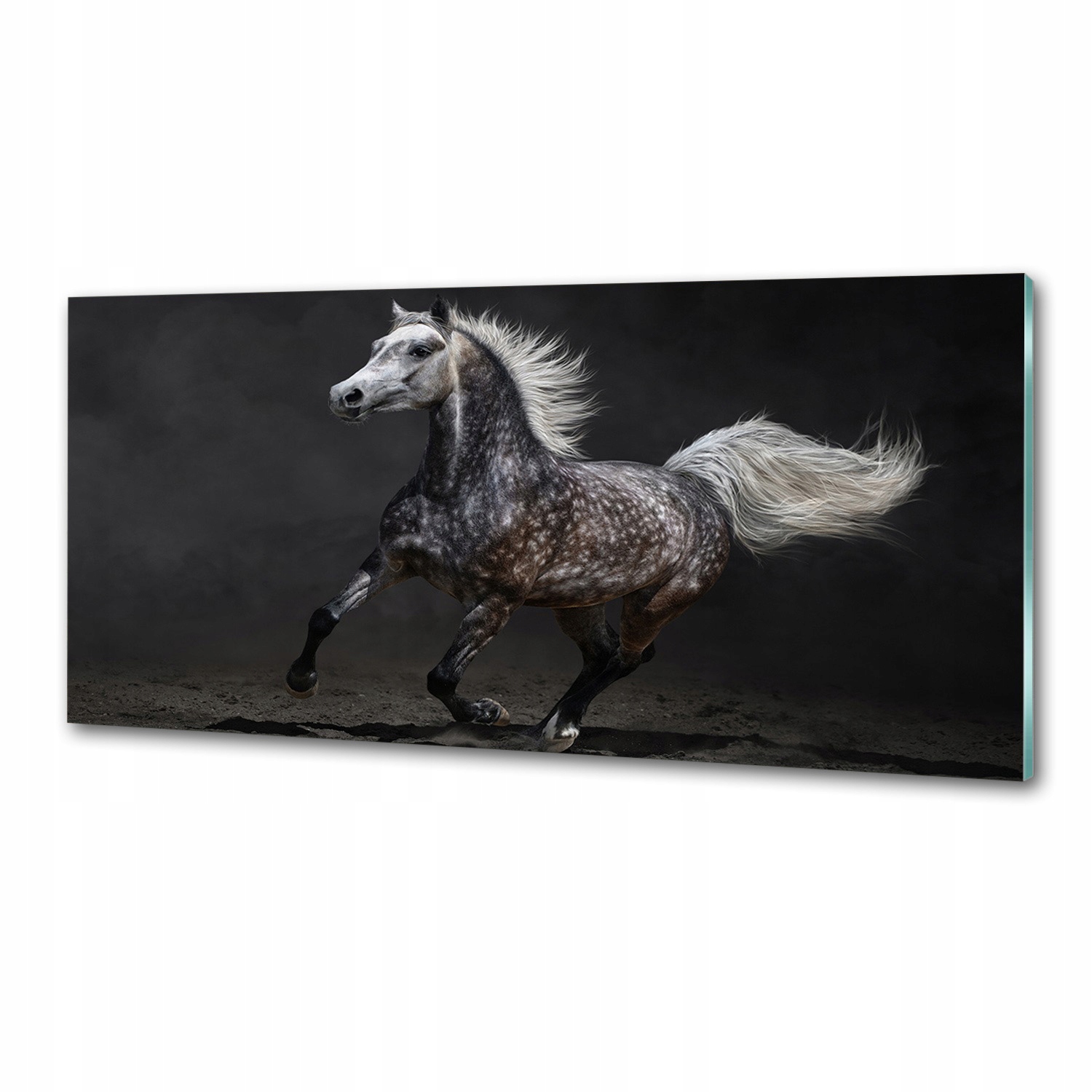 Panel do kuchyně Šedý arabský kůň 125x50 cm Lepidlo