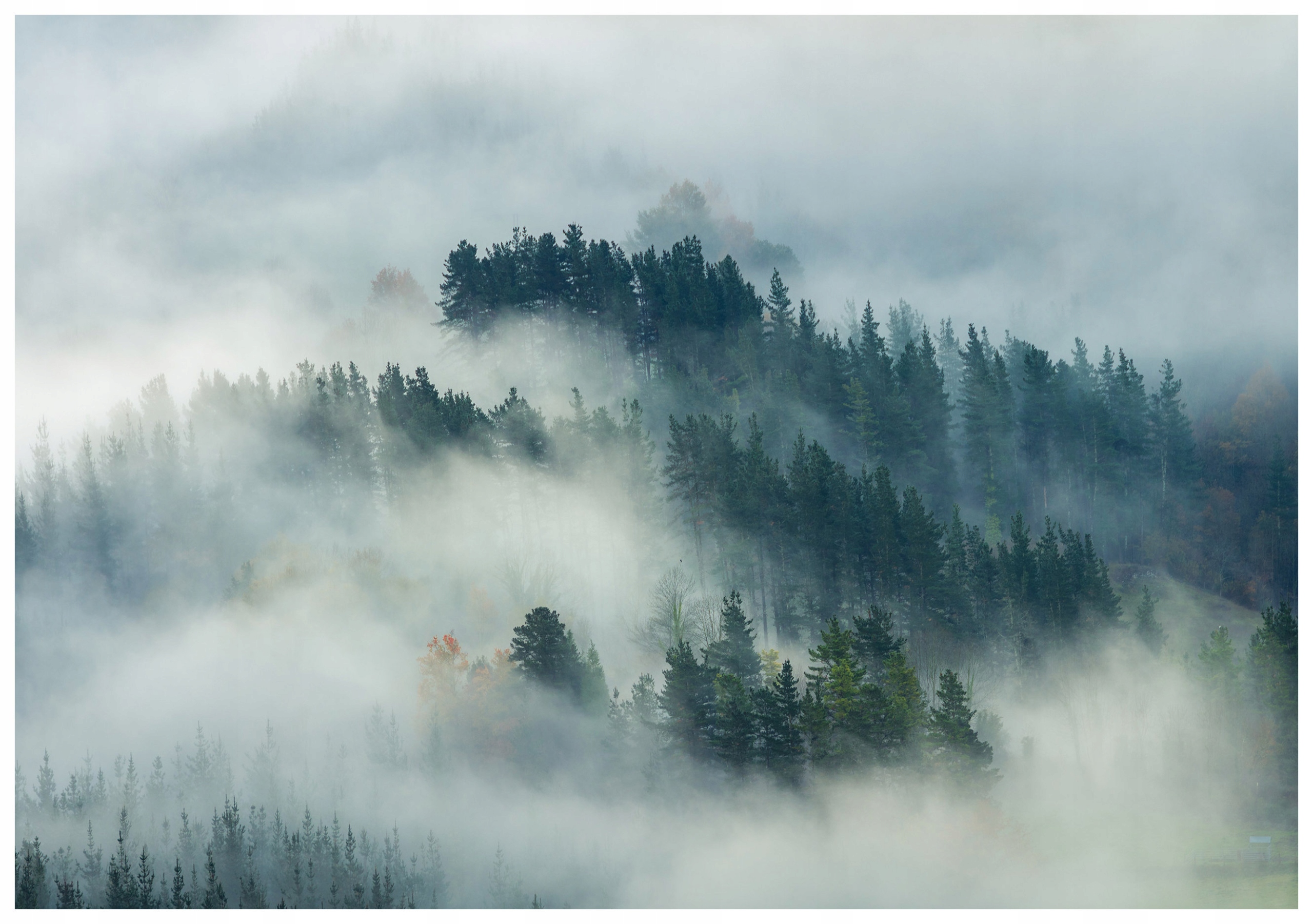 Vliesová fototapeta Mlžný les Harmonie přírody 300x210 lepidlo