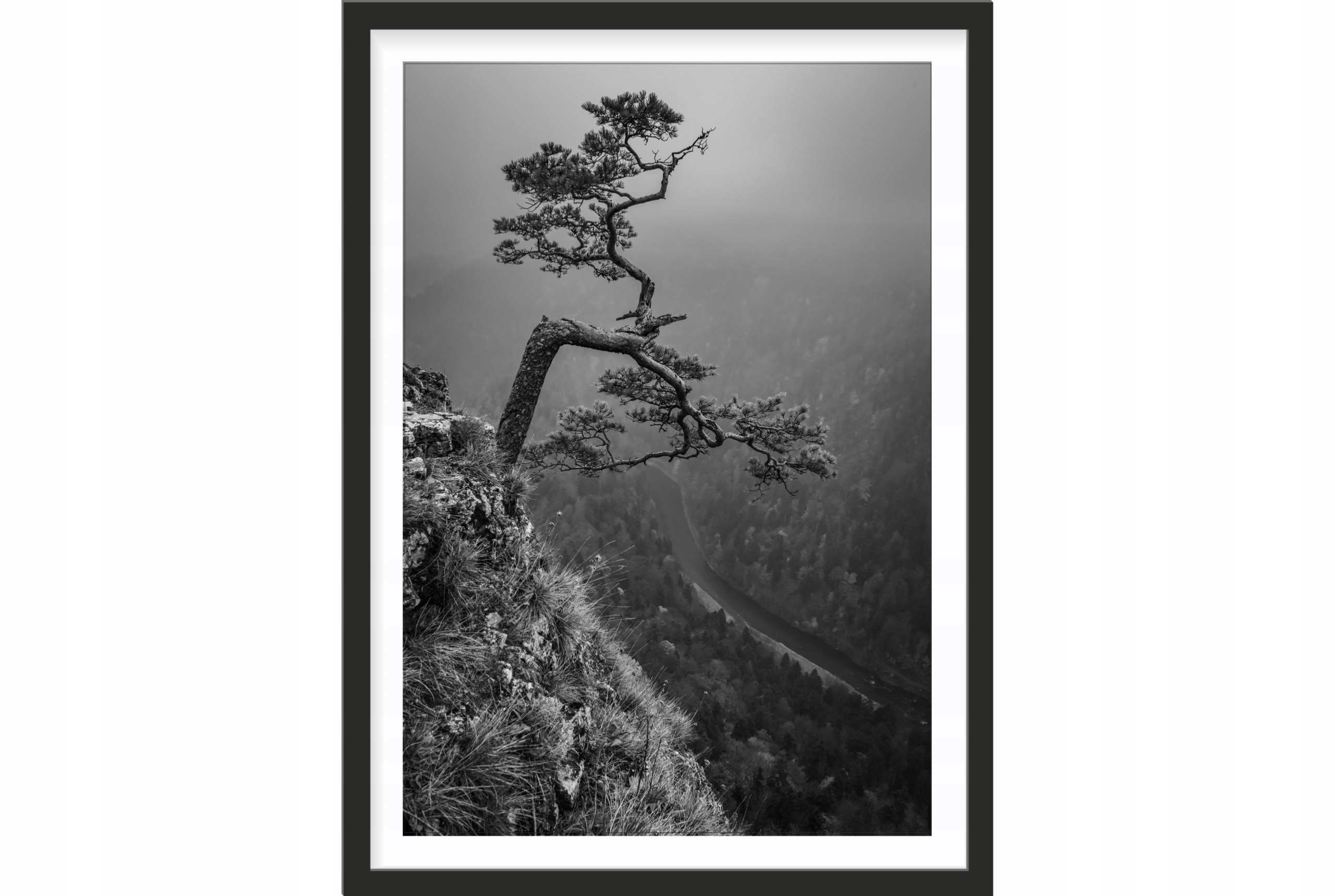 

Obraz plakat 70x50 sokolica drzewo bieszczady