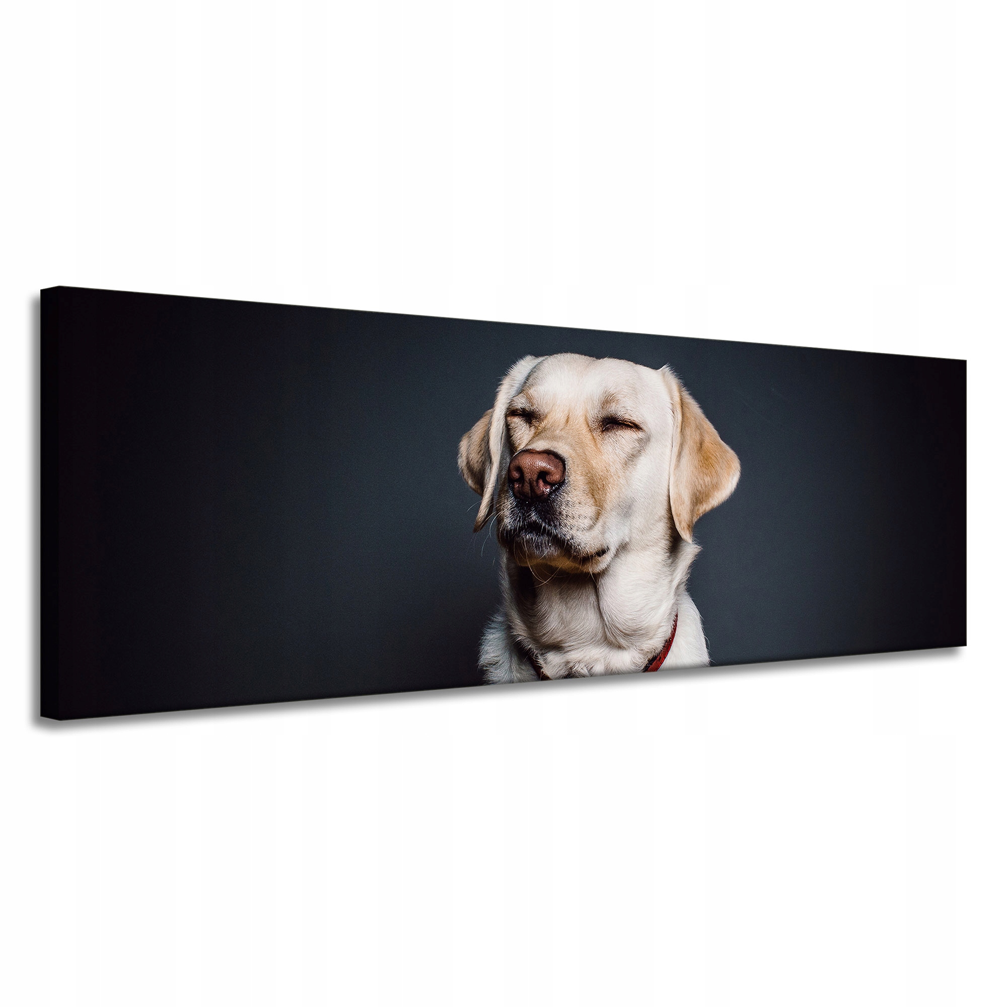 Obraz na plátně Zvířata Labrador 150x50 cm