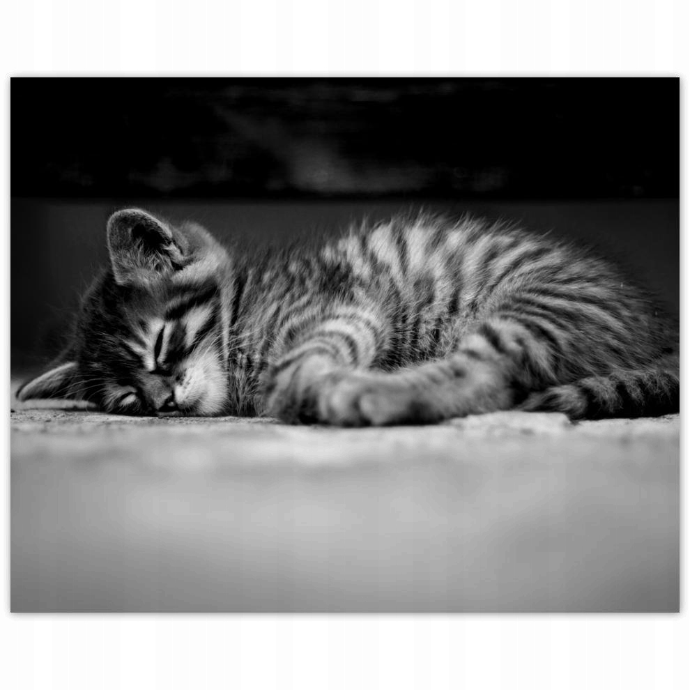 

Plakat 50x40 Kotek Kicia Kot Kocię