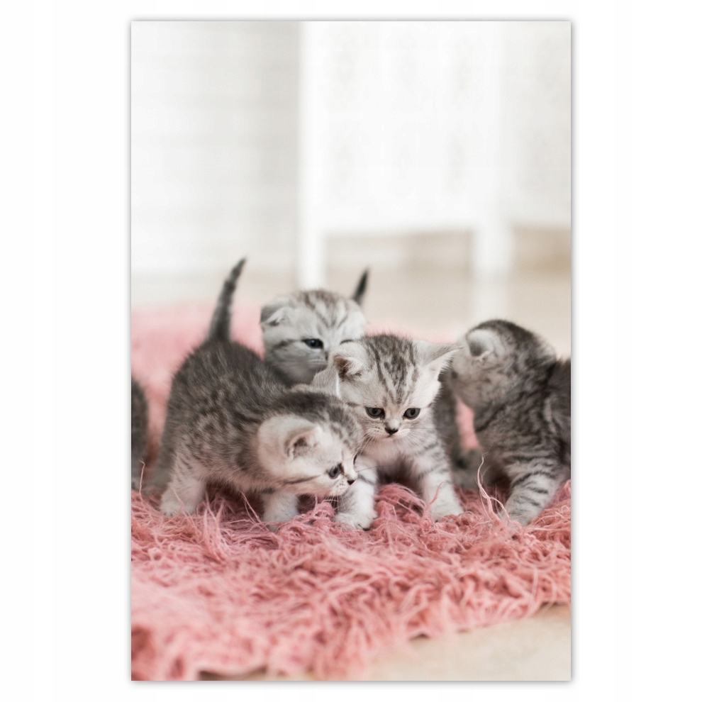 

Plakaty 62x93 Kot Kotki Koty Kicia