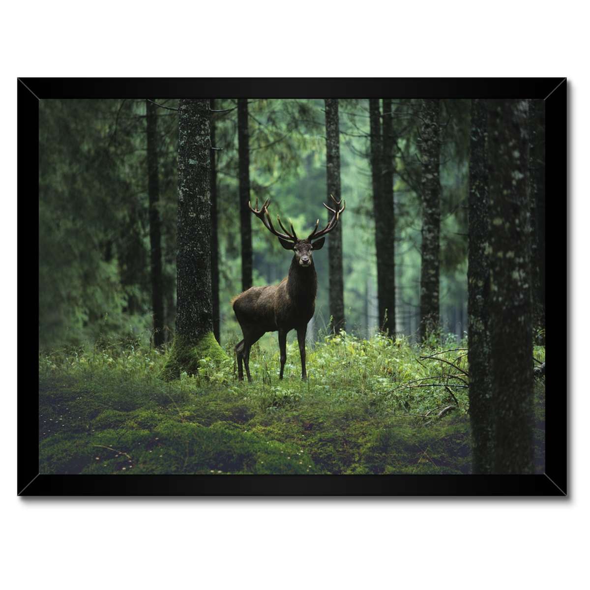 Plakáty v rámu 40x30 Krásný jelen mezi stromy