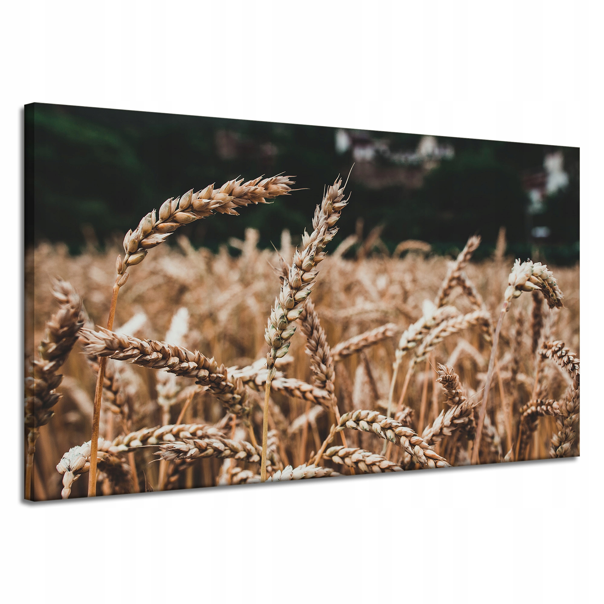 Obraz Canvas Příroda Pole obilí čas sklizně 120x70 cm