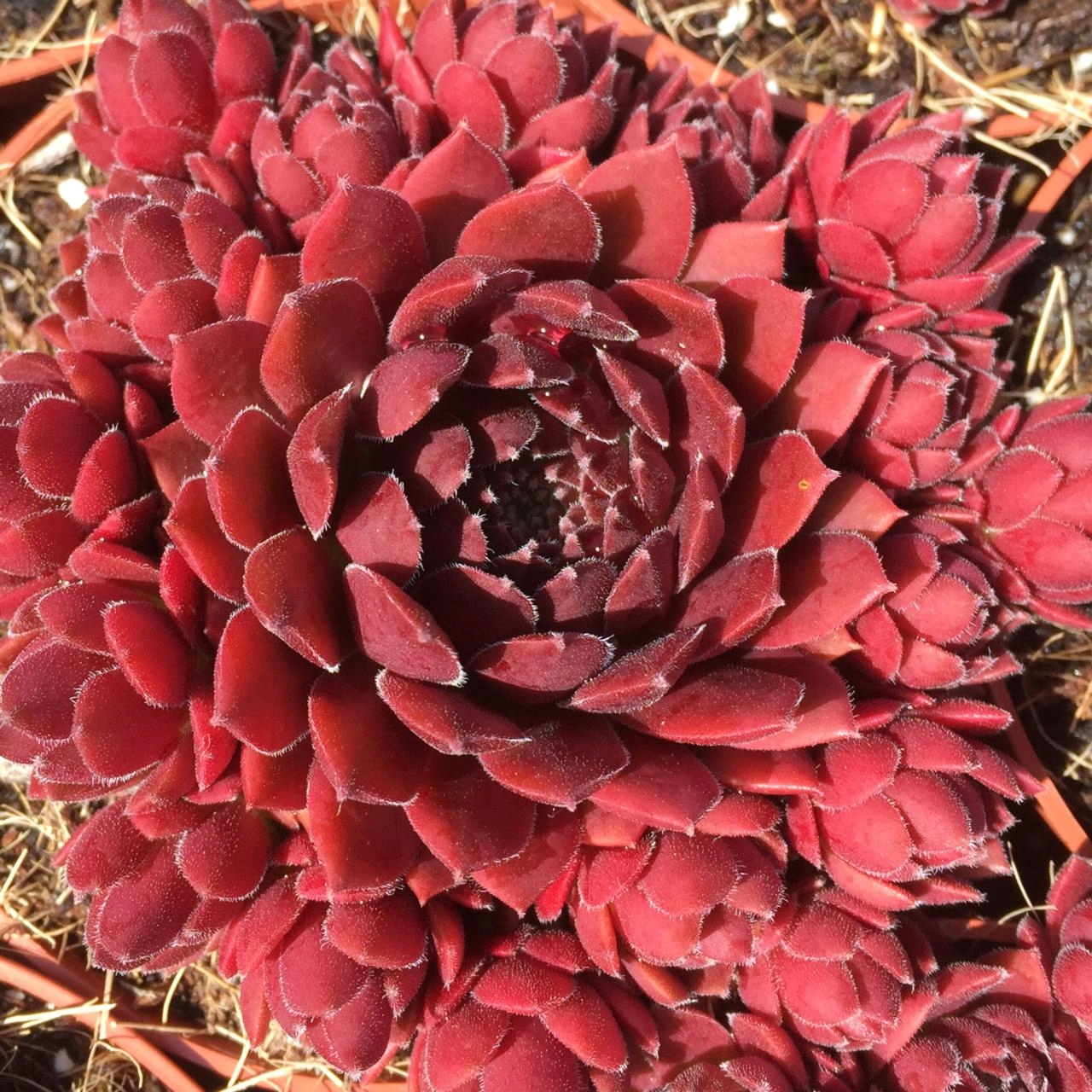 Sempervivum rojnik Coral Red