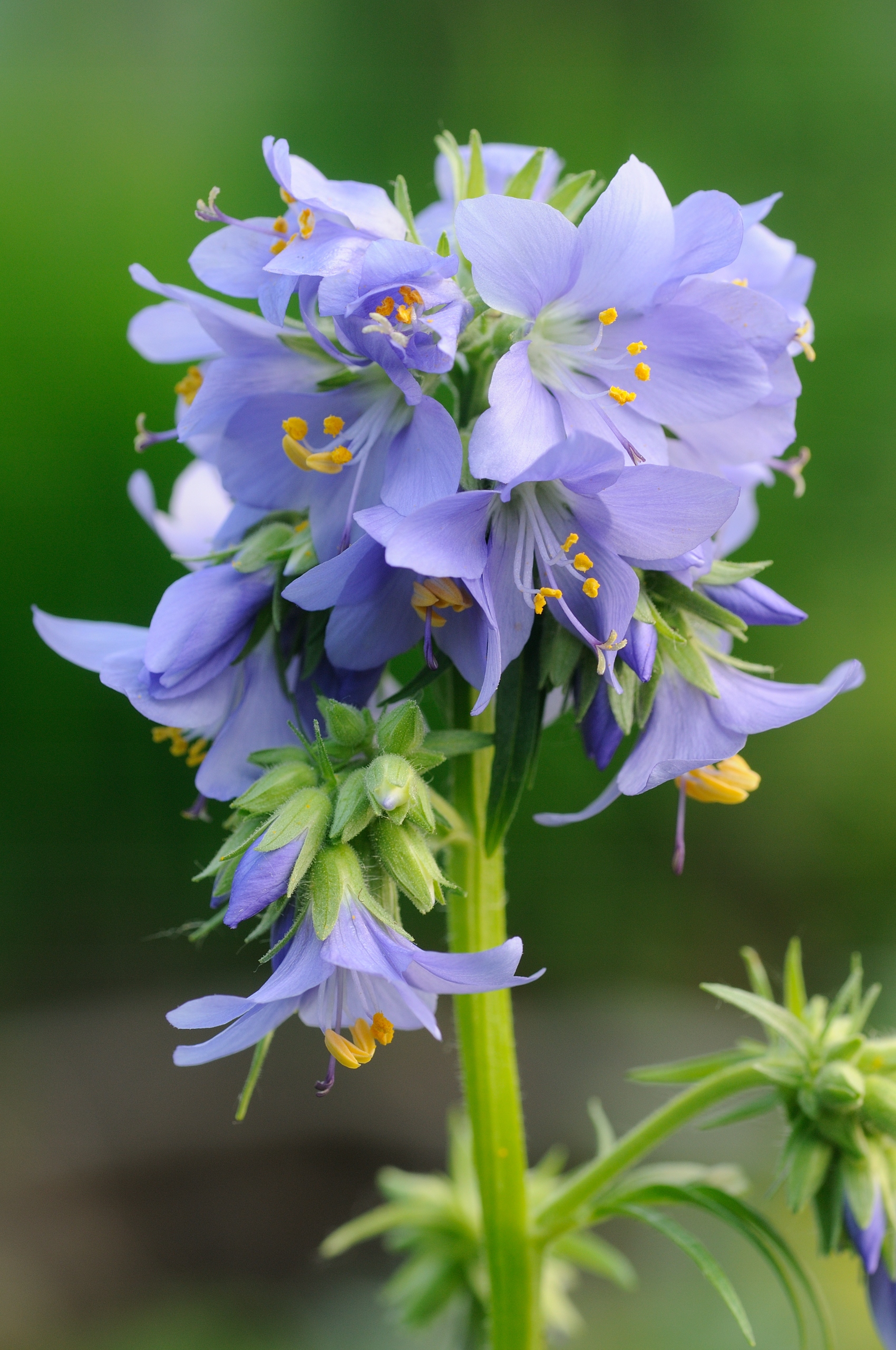 Wielosił błękitny - Polemonium caeruleum