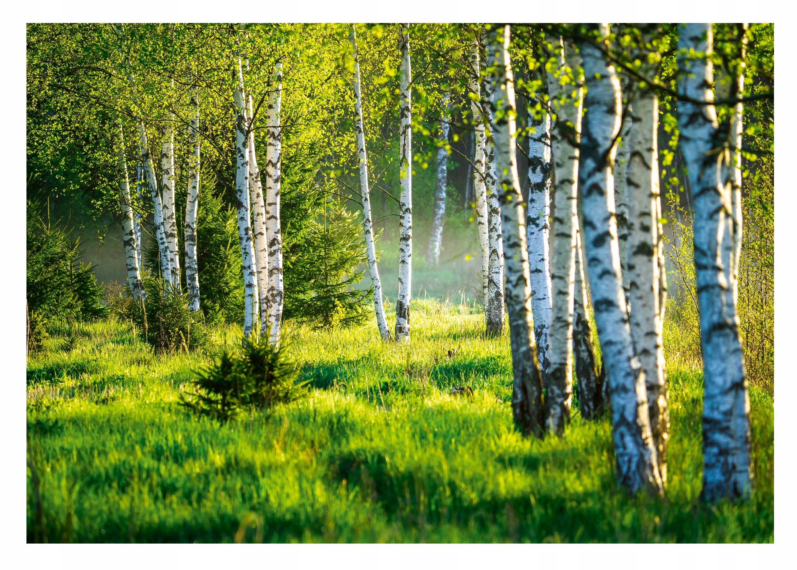 

Fototapeta Drzewa Natura Trawa Zielony Las 368x254