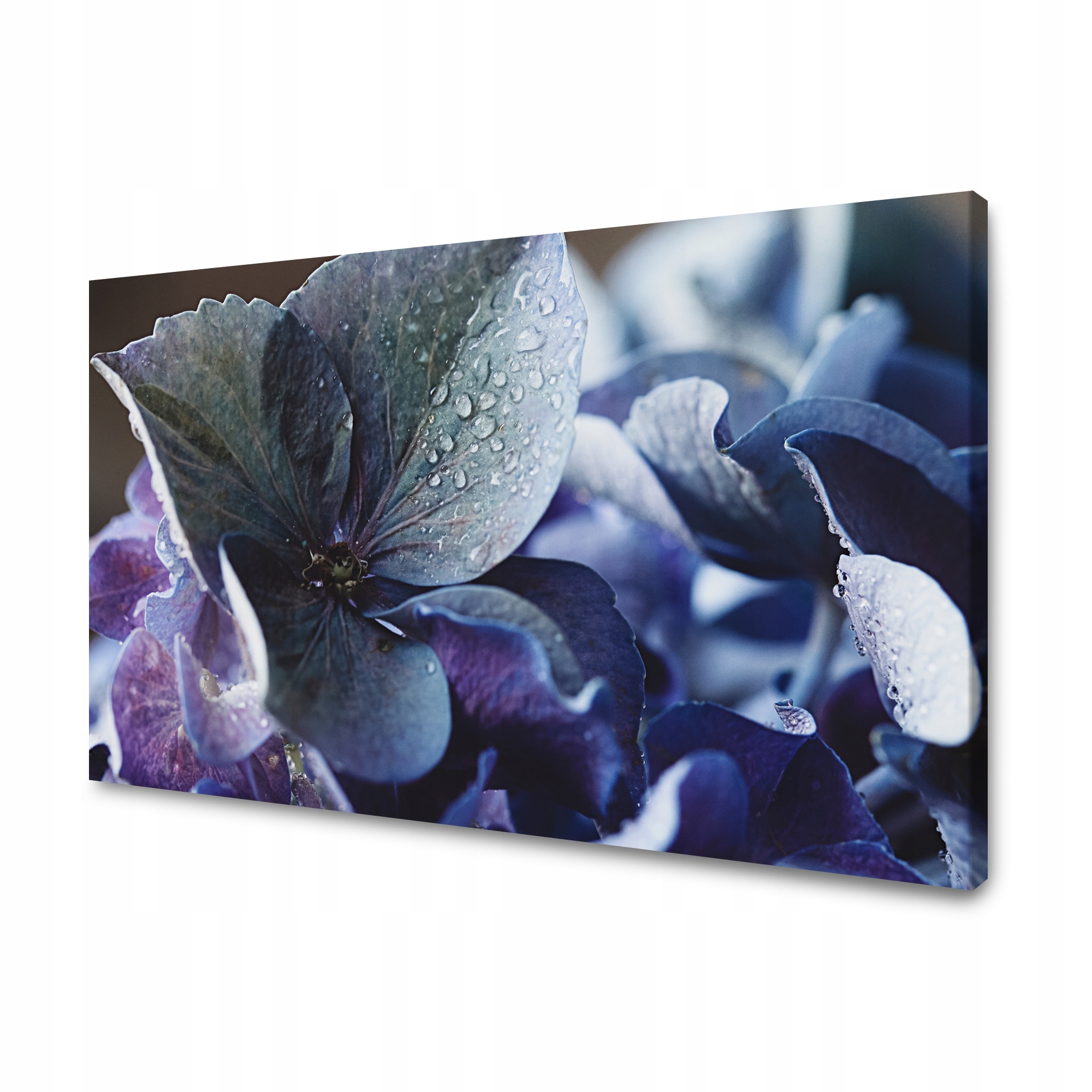Obraz Canvas Botanika Květ hortenzie 120x60 cm