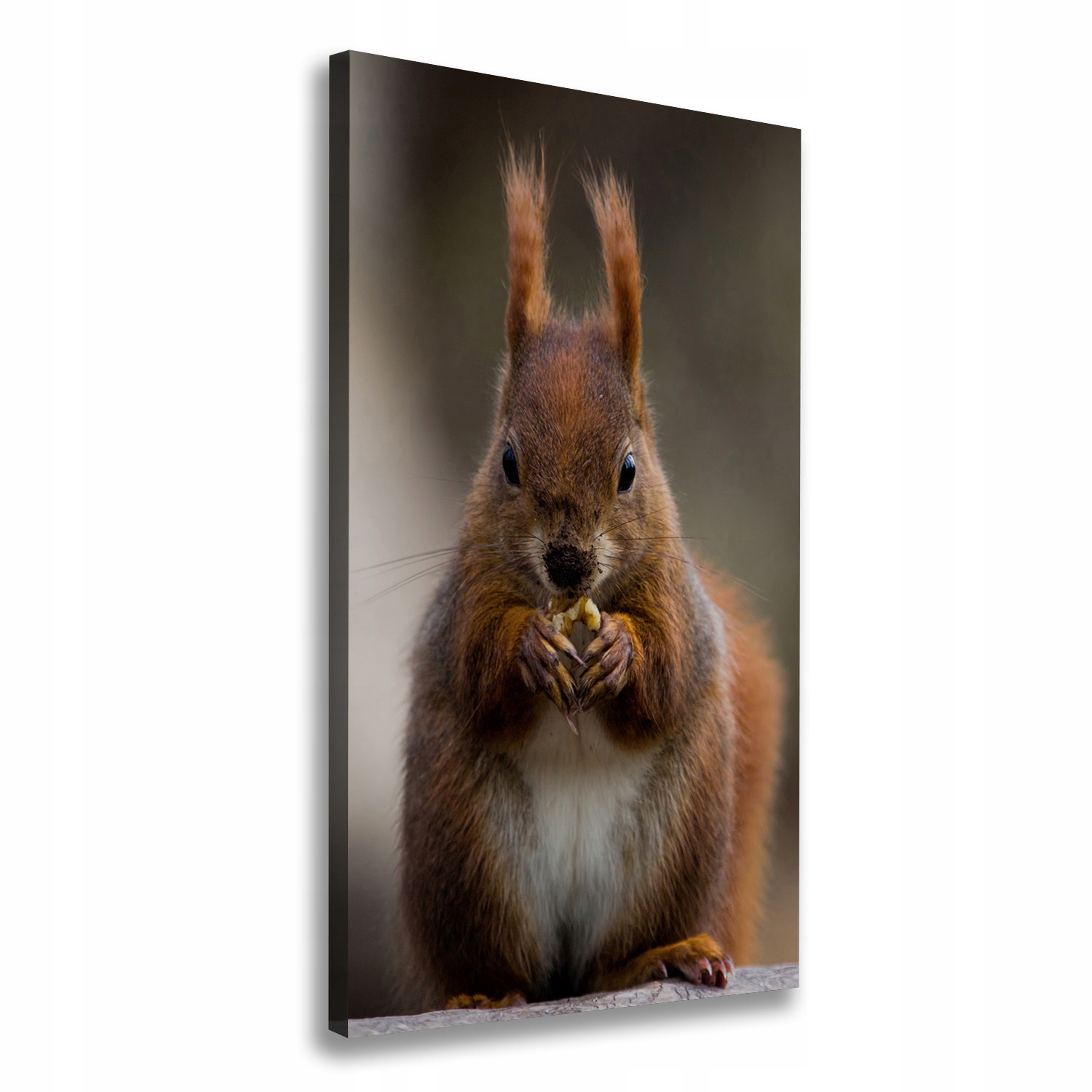 

Foto obraz na płótnie do salonu Wiewiórka 60x120cm
