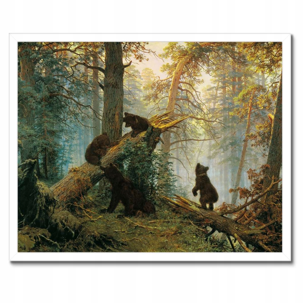 Plakáty v rámu 50x40 Ráno v borovém lese