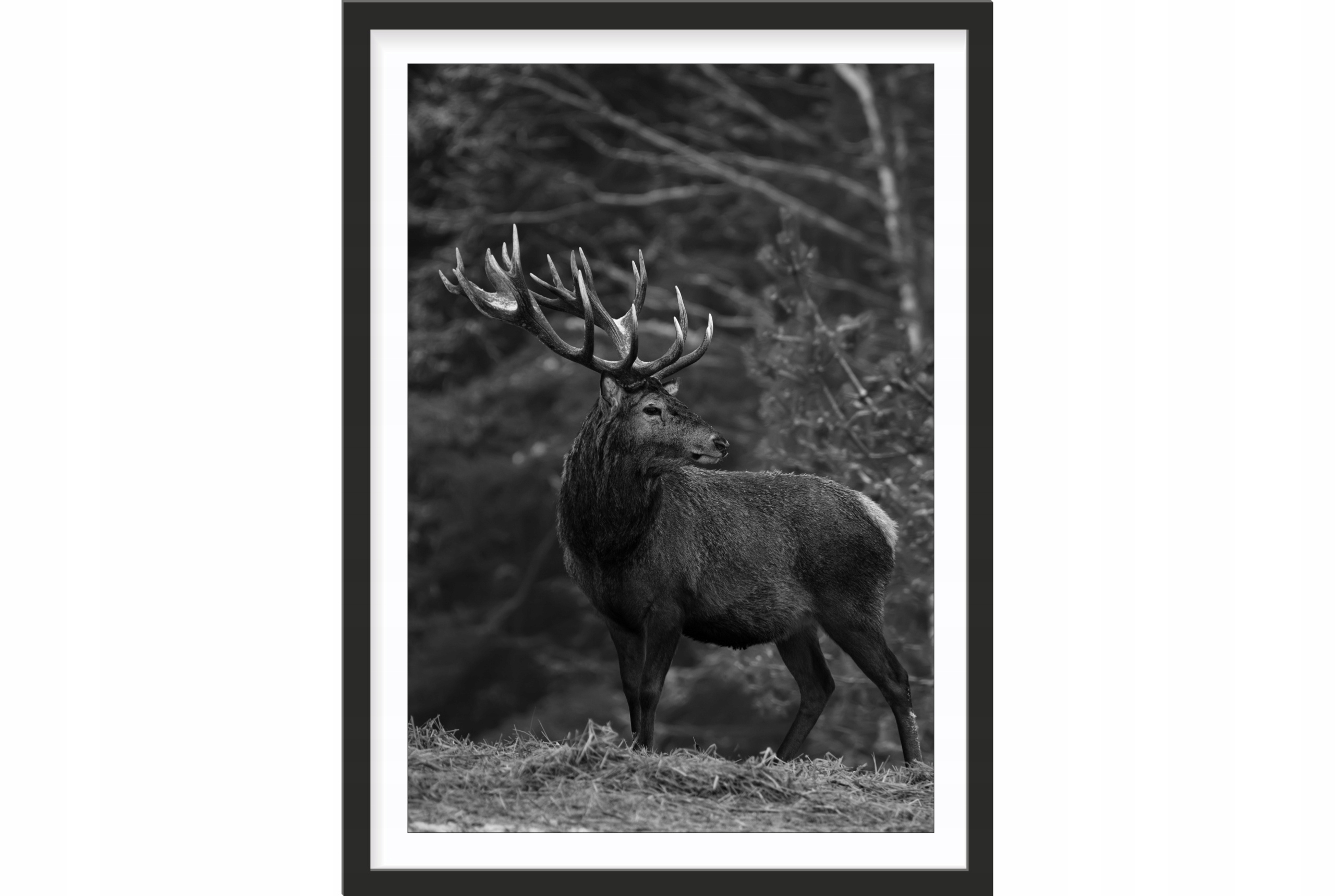 

Obraz plakat 40x30 jeleń zwierzę czarno białe