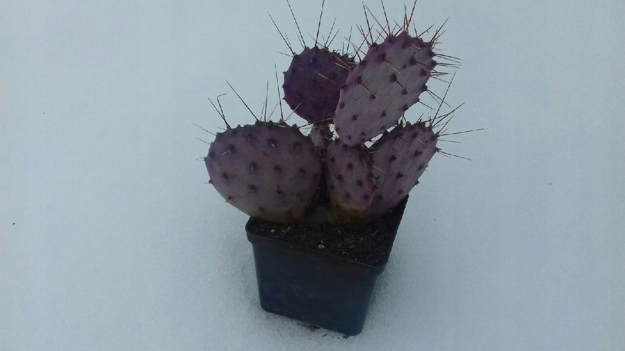 Опунция violacea 'Santa Rita' зимующая