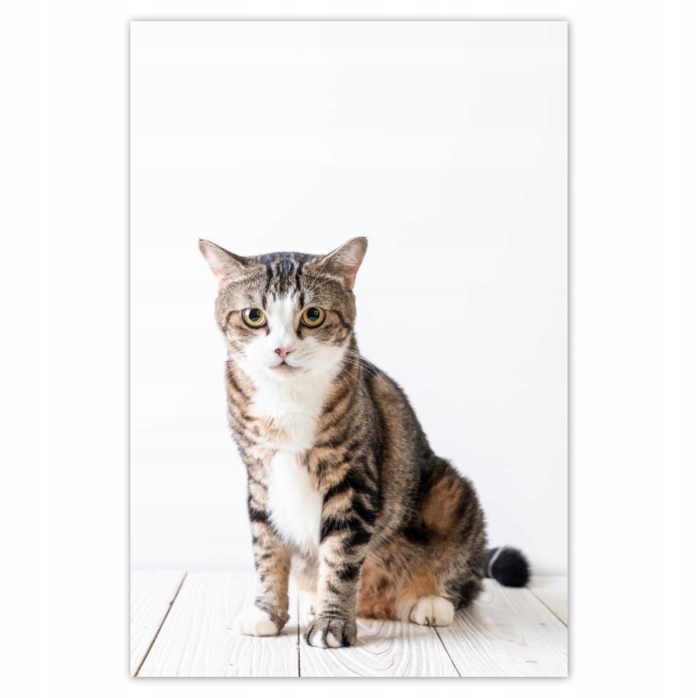 

Plakat 62x93 Kotek Kotki Koty Kicia