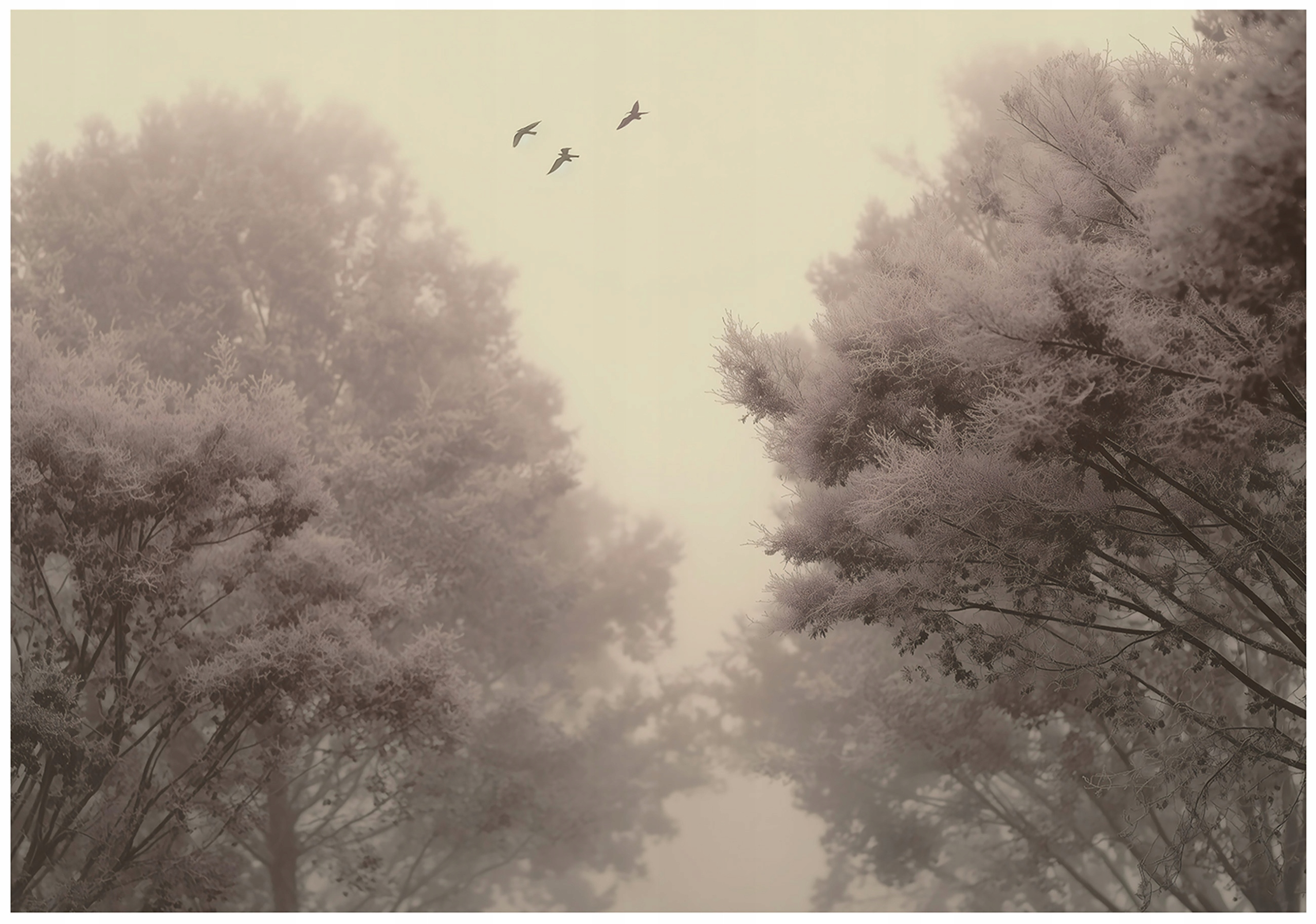 Fototapeta Les Vintage Retro Stromy Hmla Neba Vtáky Natura Šedá 300x210