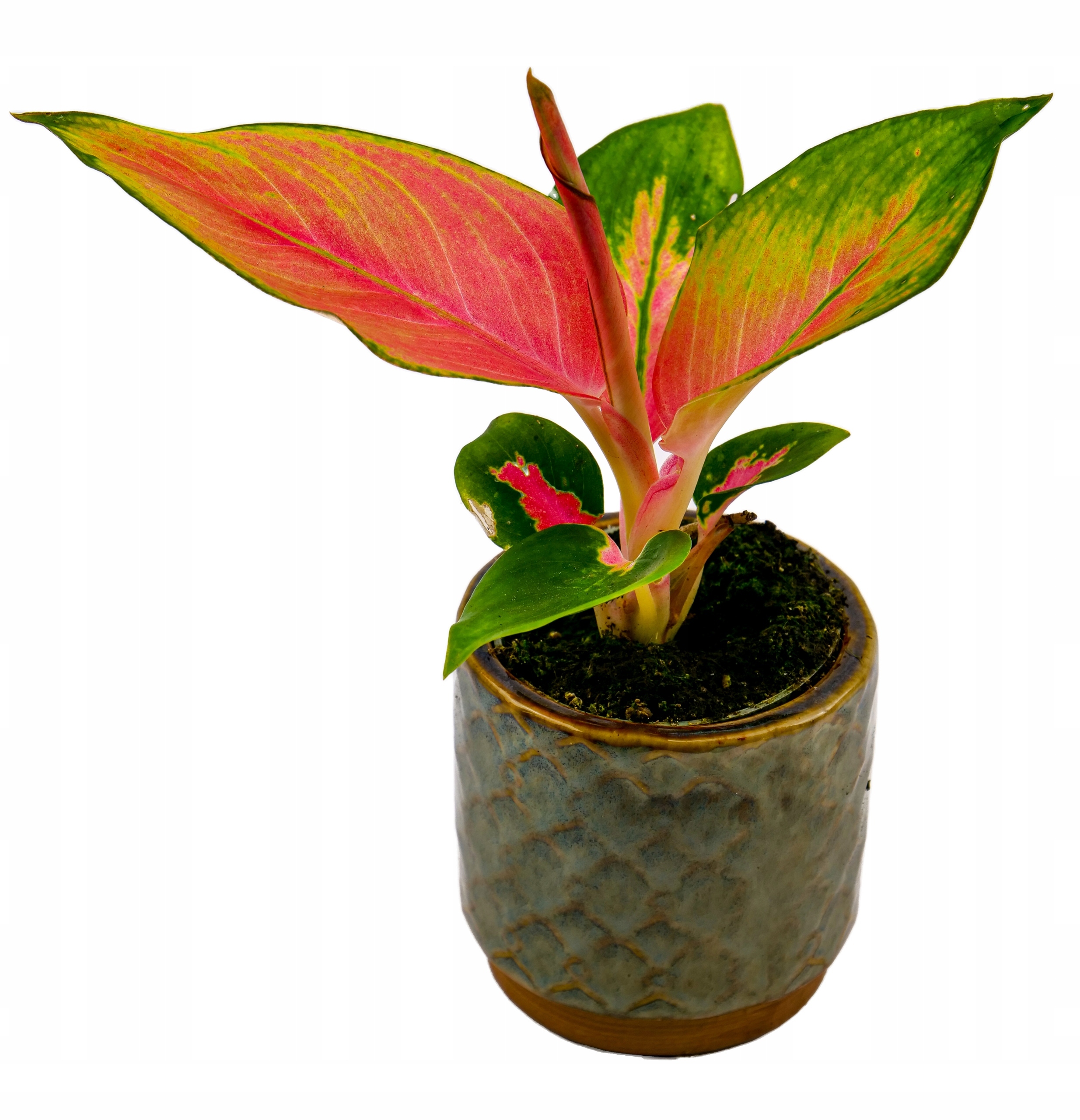 "storczykowe love" PLANT lover 100% nat. Forma płyn