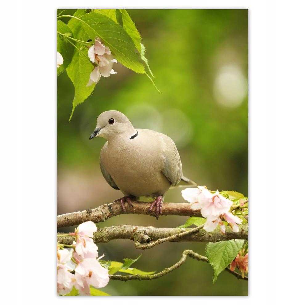 

Plakat samoprzylepny 40x60 Ptaki Ptaszki Ptactwo