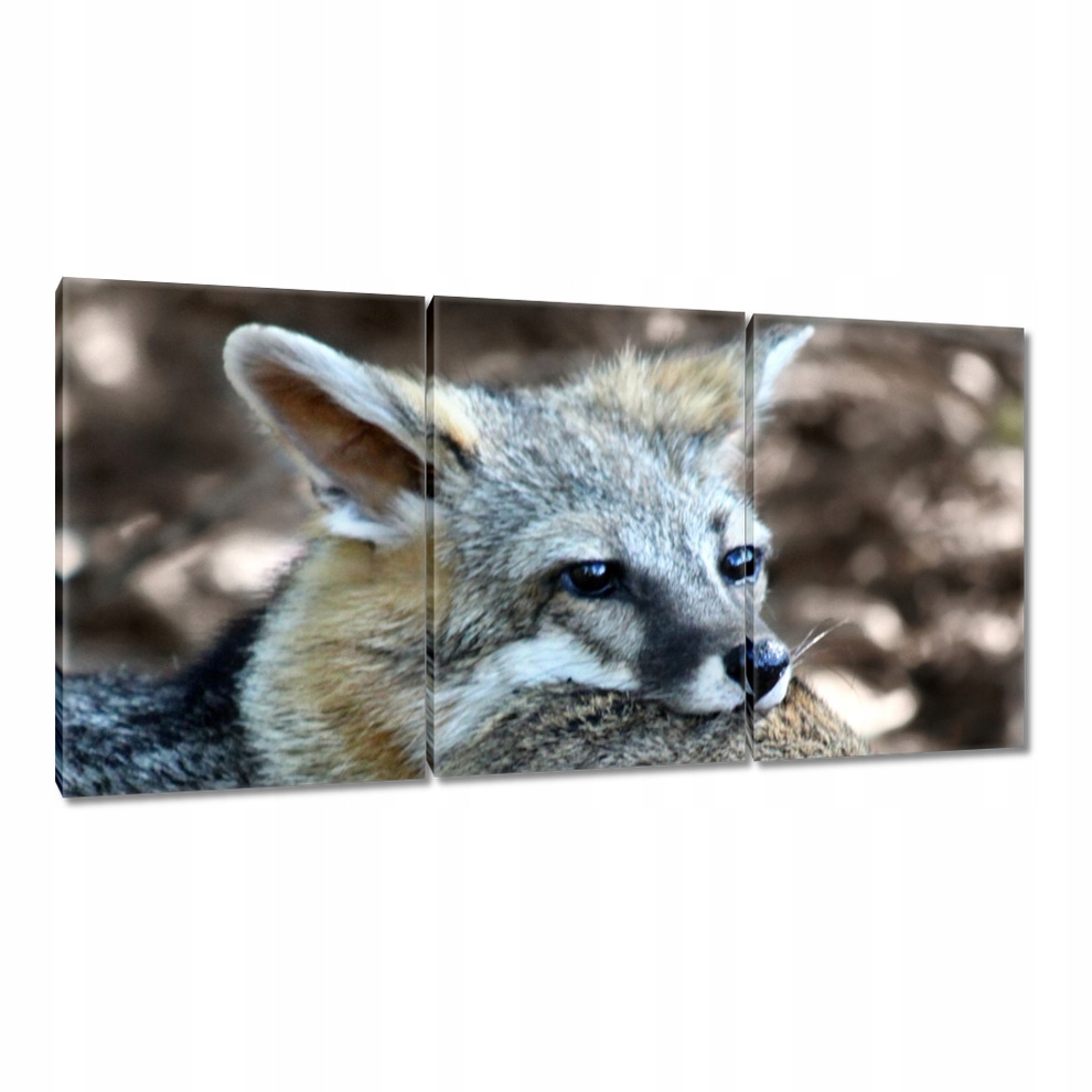 

Obrazy 120x60 Zwierzęta Zwierzątka