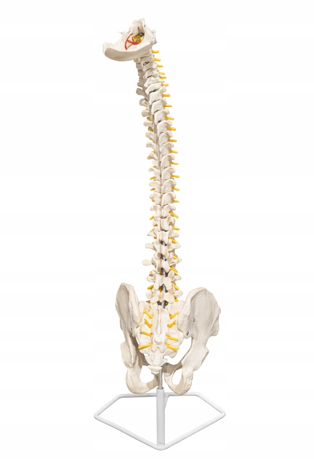 Model anatomiczny kręgosłupa z miednicą i namalowanymi mięśniami