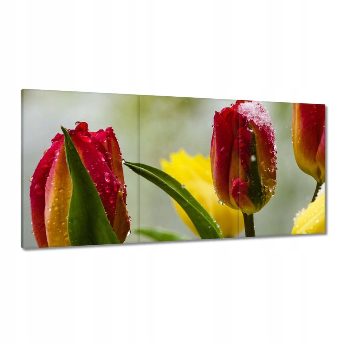 Obrazy 180x90 Tulipány Kvety