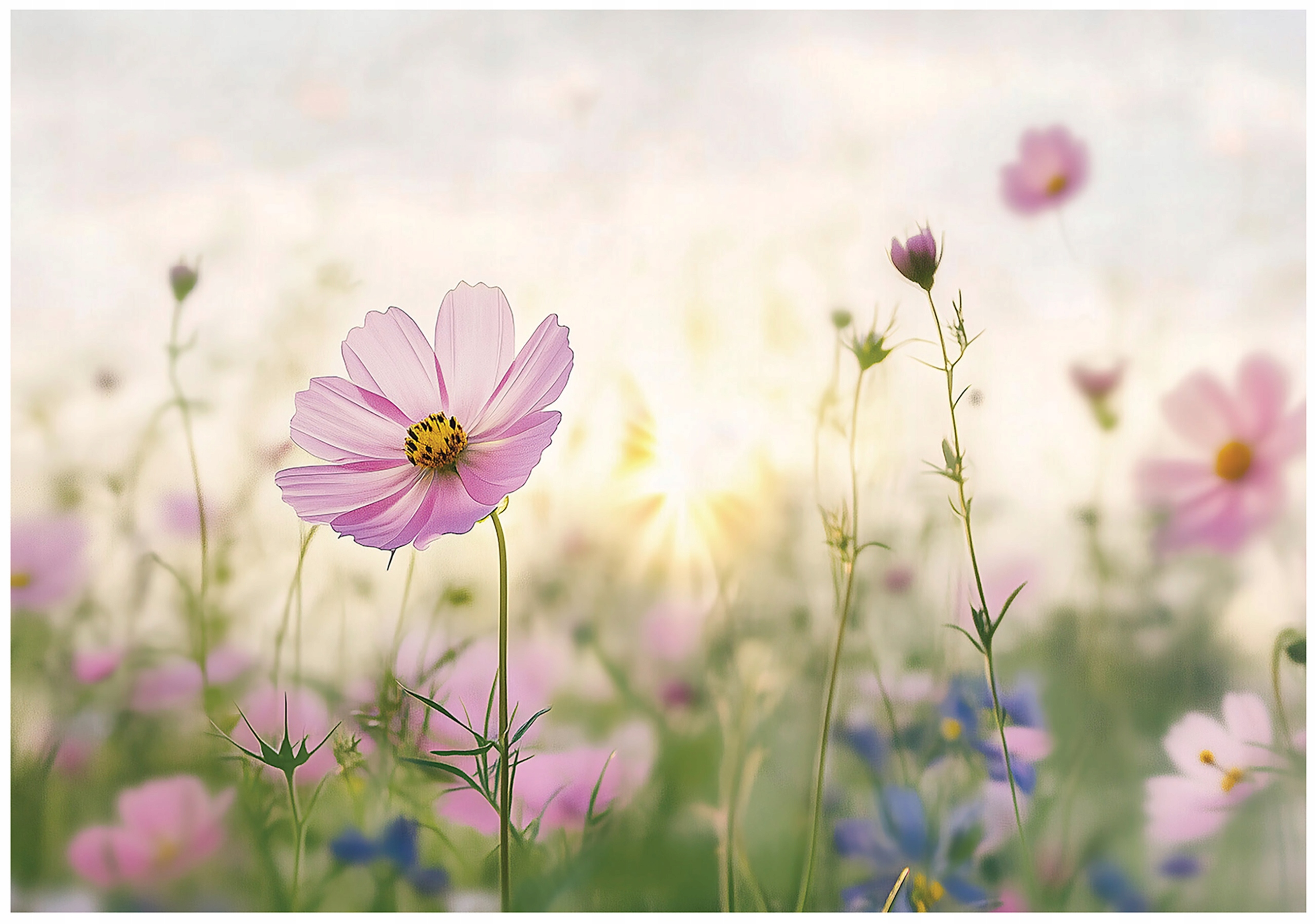 Fototapeta Květy Louční Příroda Ložnice Obývací Pokoj Tapeta Vliesová 400x280