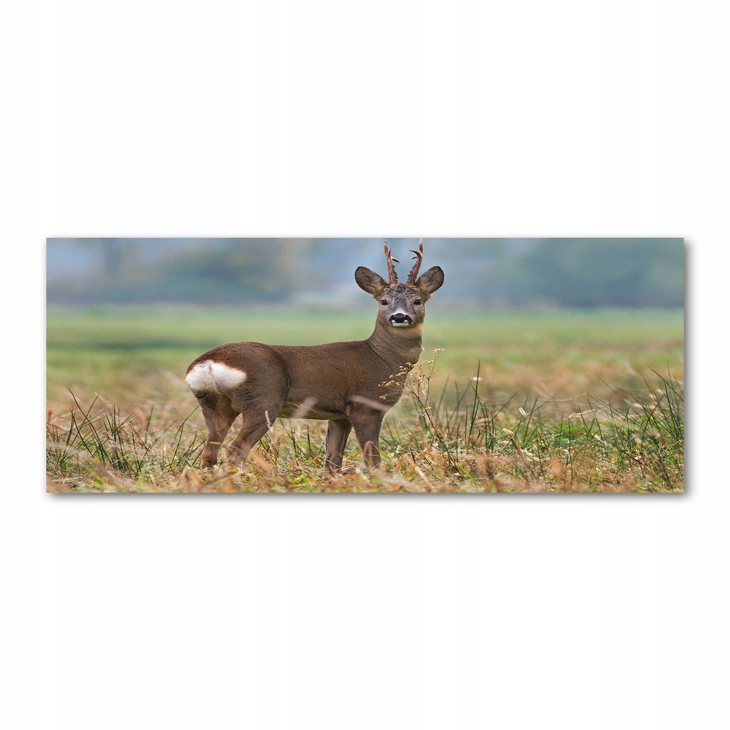 

Foto obraz duży na szkle akrylowym Sarna 125x50cm