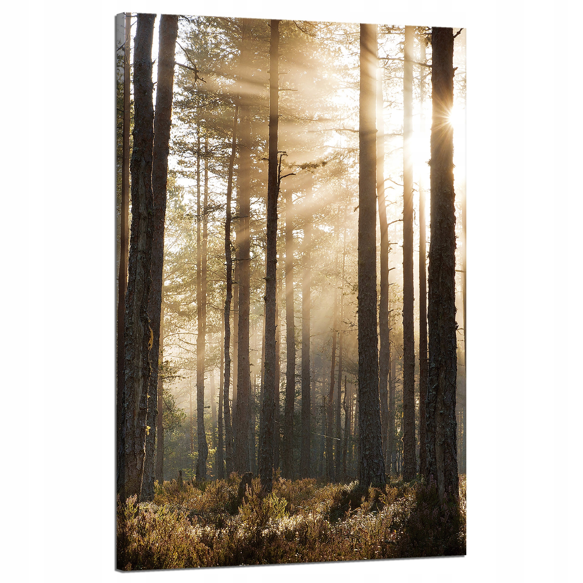 Obraz na plátně Slunce v lese Studené barvy Tráva 50x80 cm