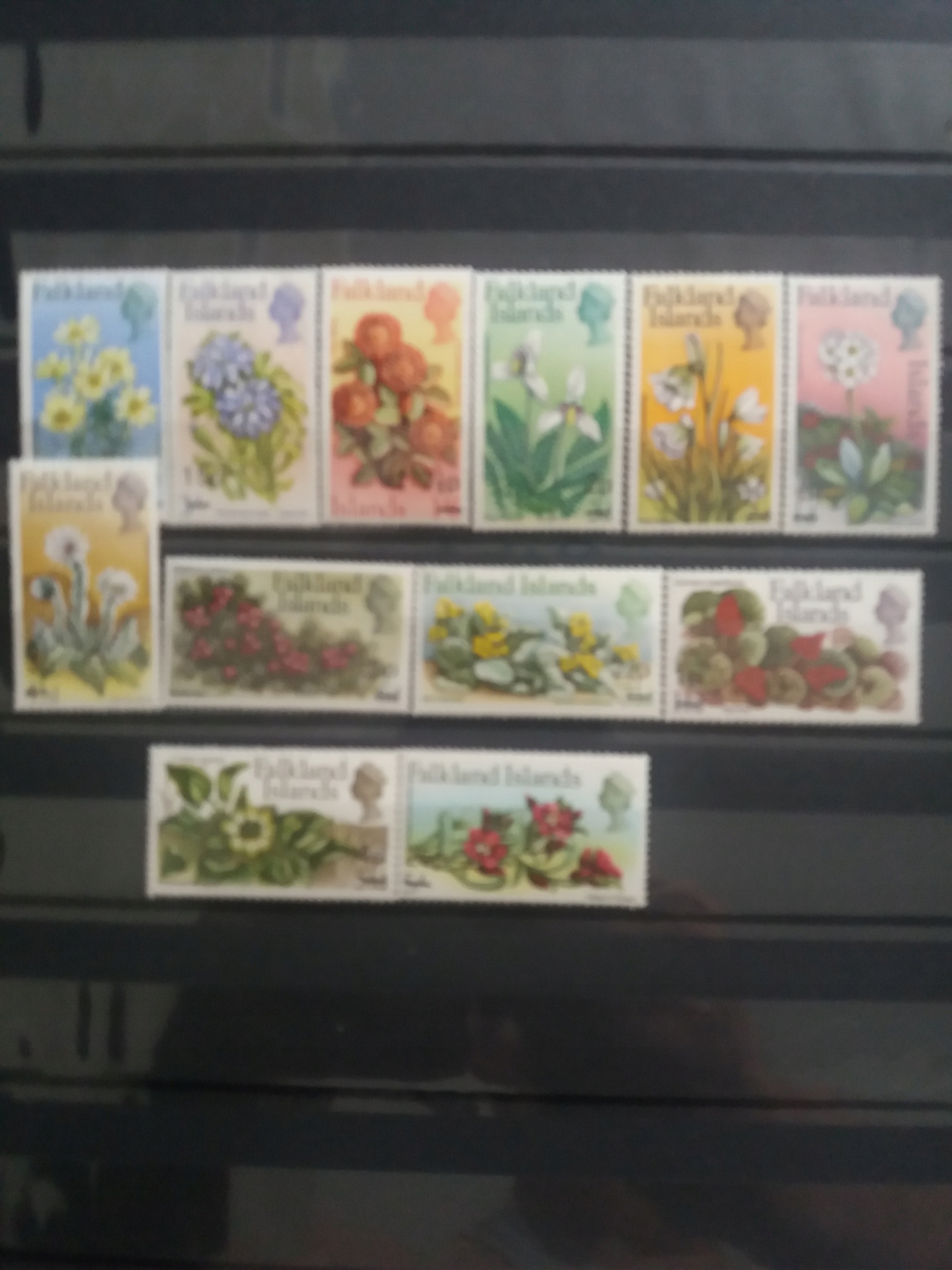 Falklandy seria kwiaty