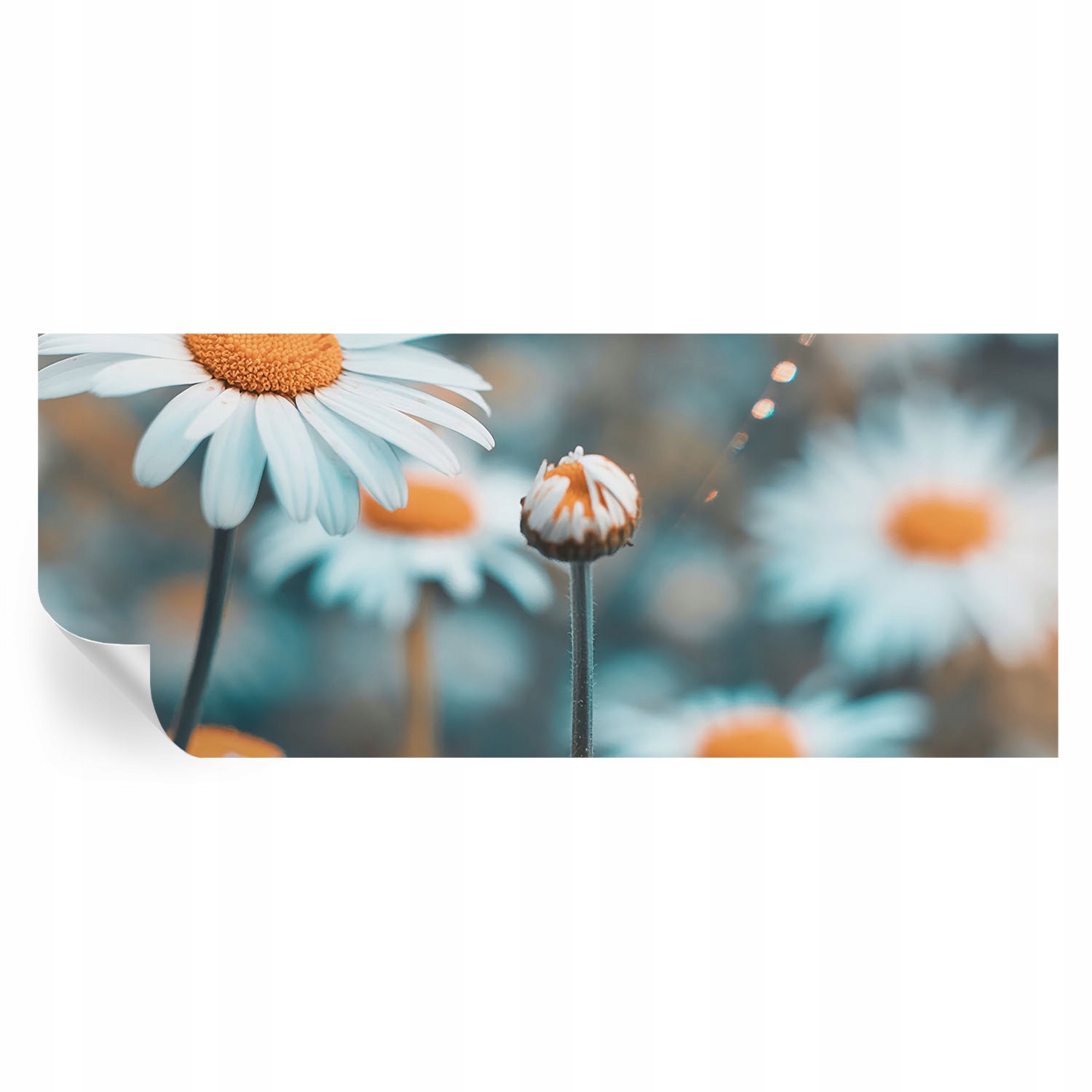 Matná Samolepicí fototapeta na zeď Heřmánková jemnost 250 x 104 cm