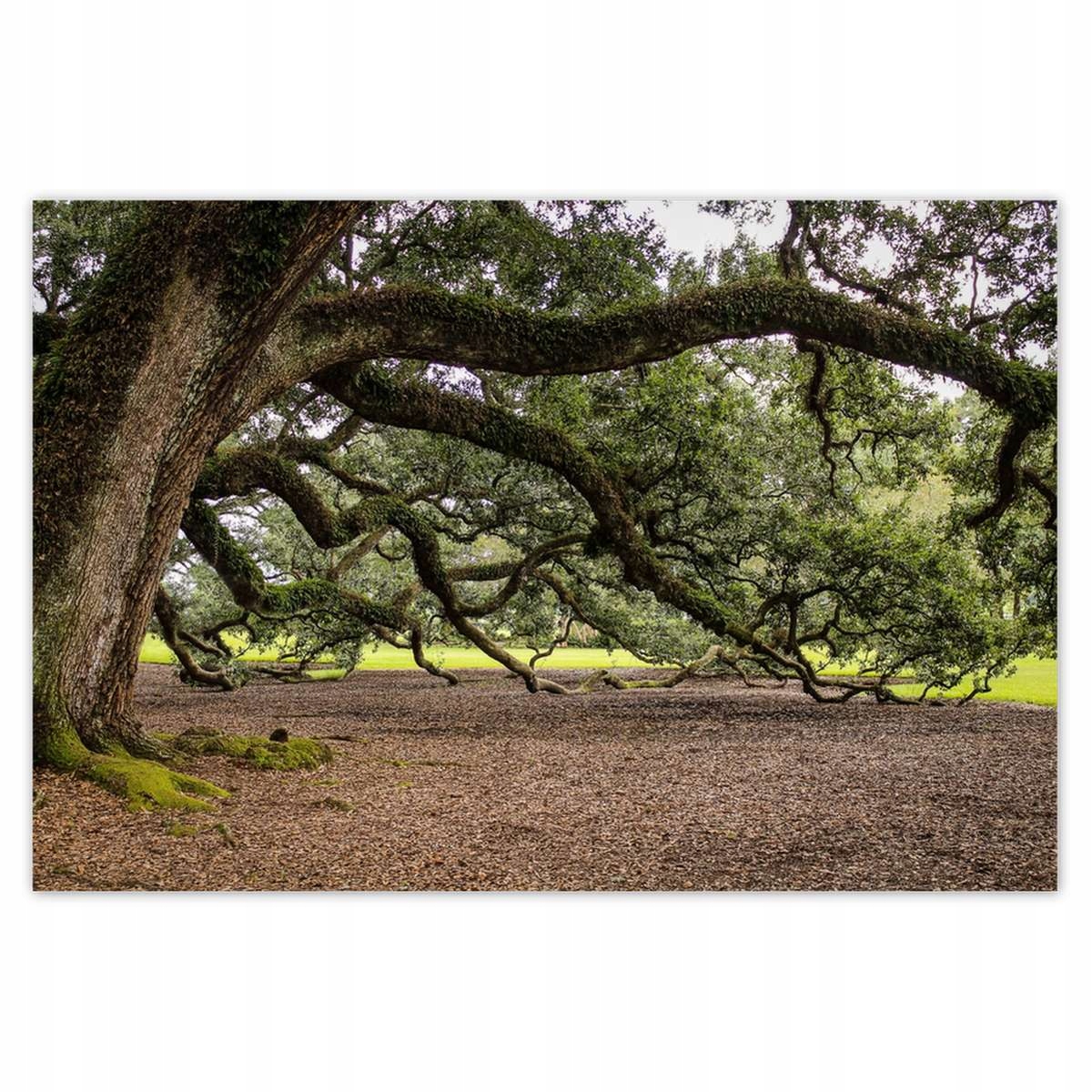 Plakáty 200x135 Rozložený dub