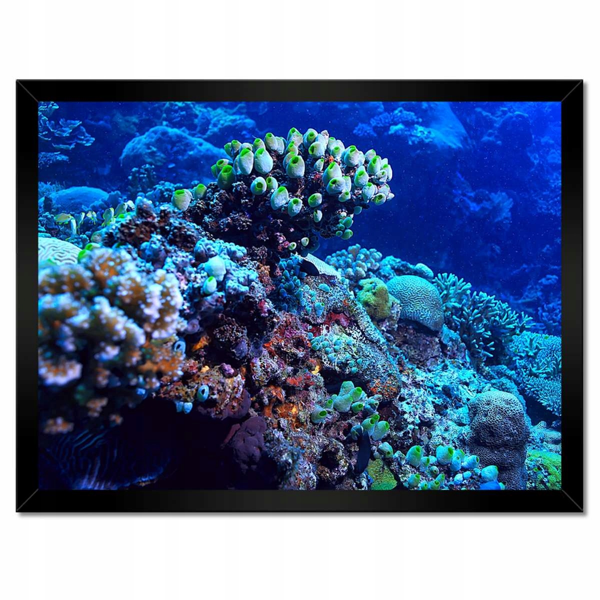 Plakáty v rámu 40x30 Korálový podmořský útes