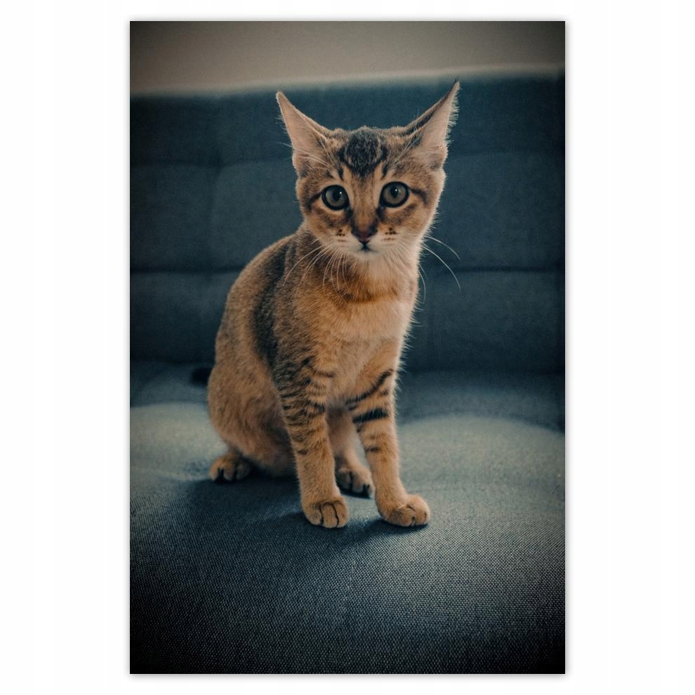 

Plakat 62x93 Kotek Kotki Koty Kicia