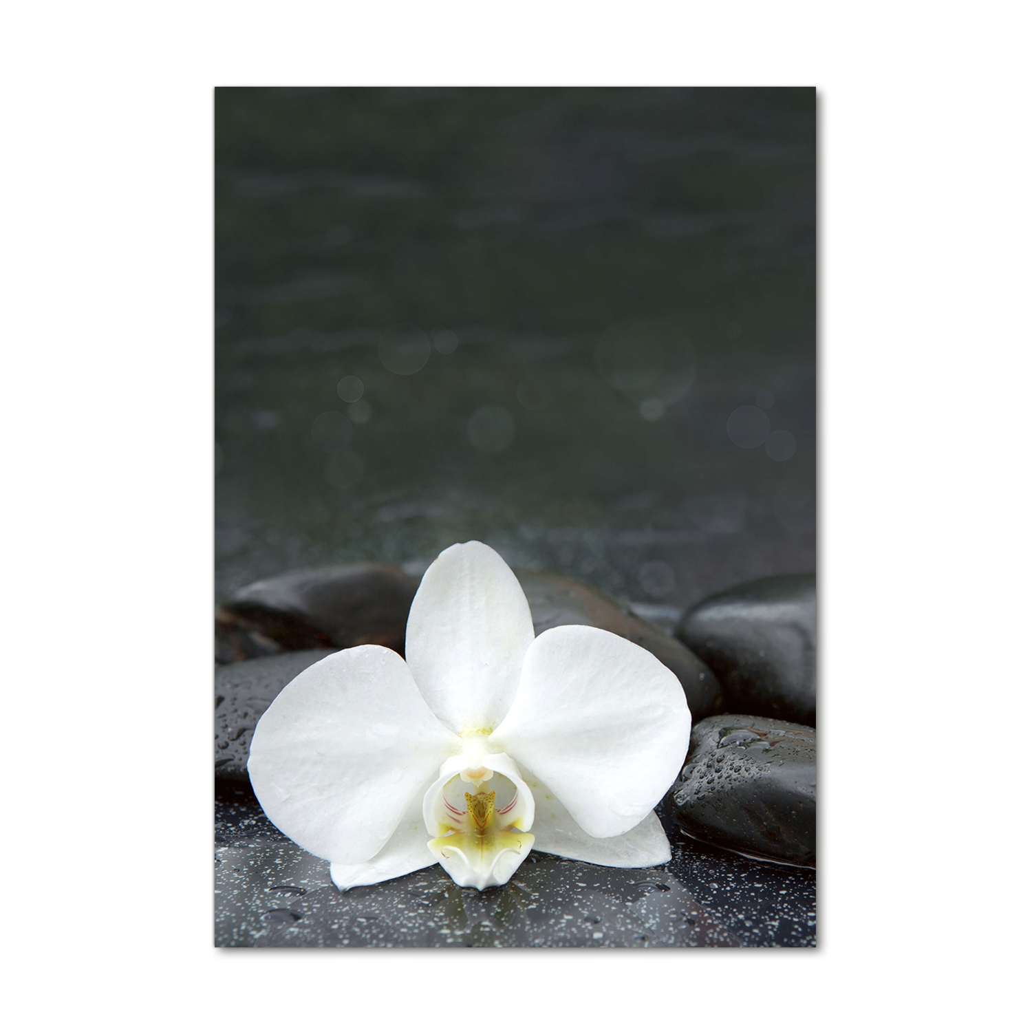 

Foto obraz akrylowy Orchidea kamienie 70x100 cm