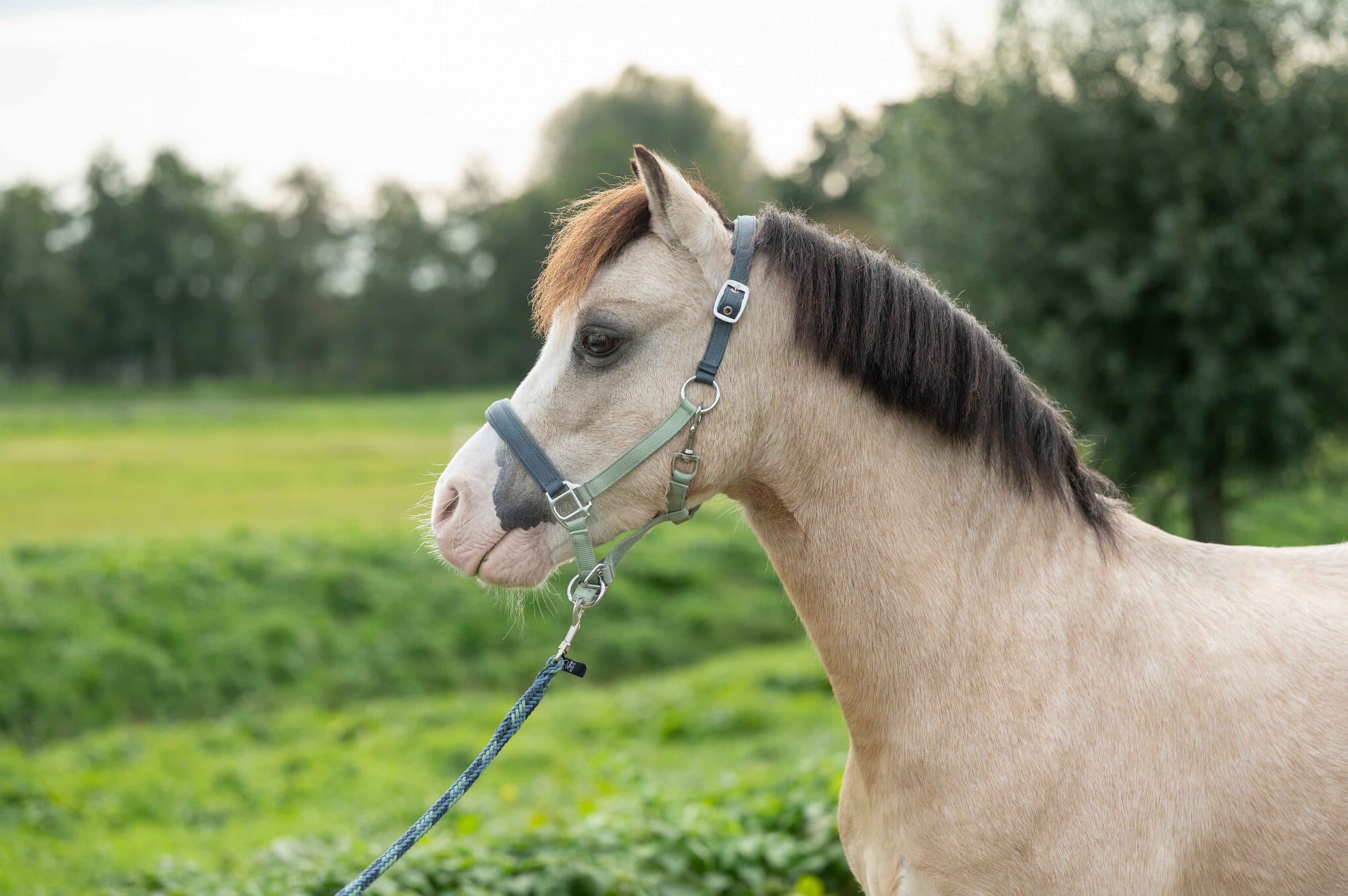 Hkm Kantar Barnie smokey bright green/ dark green Pony