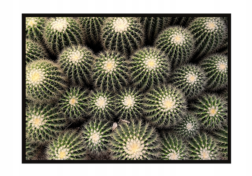 OBRAZ PLAKAT W RAMIE 33x43 cm Kaktusy P1058