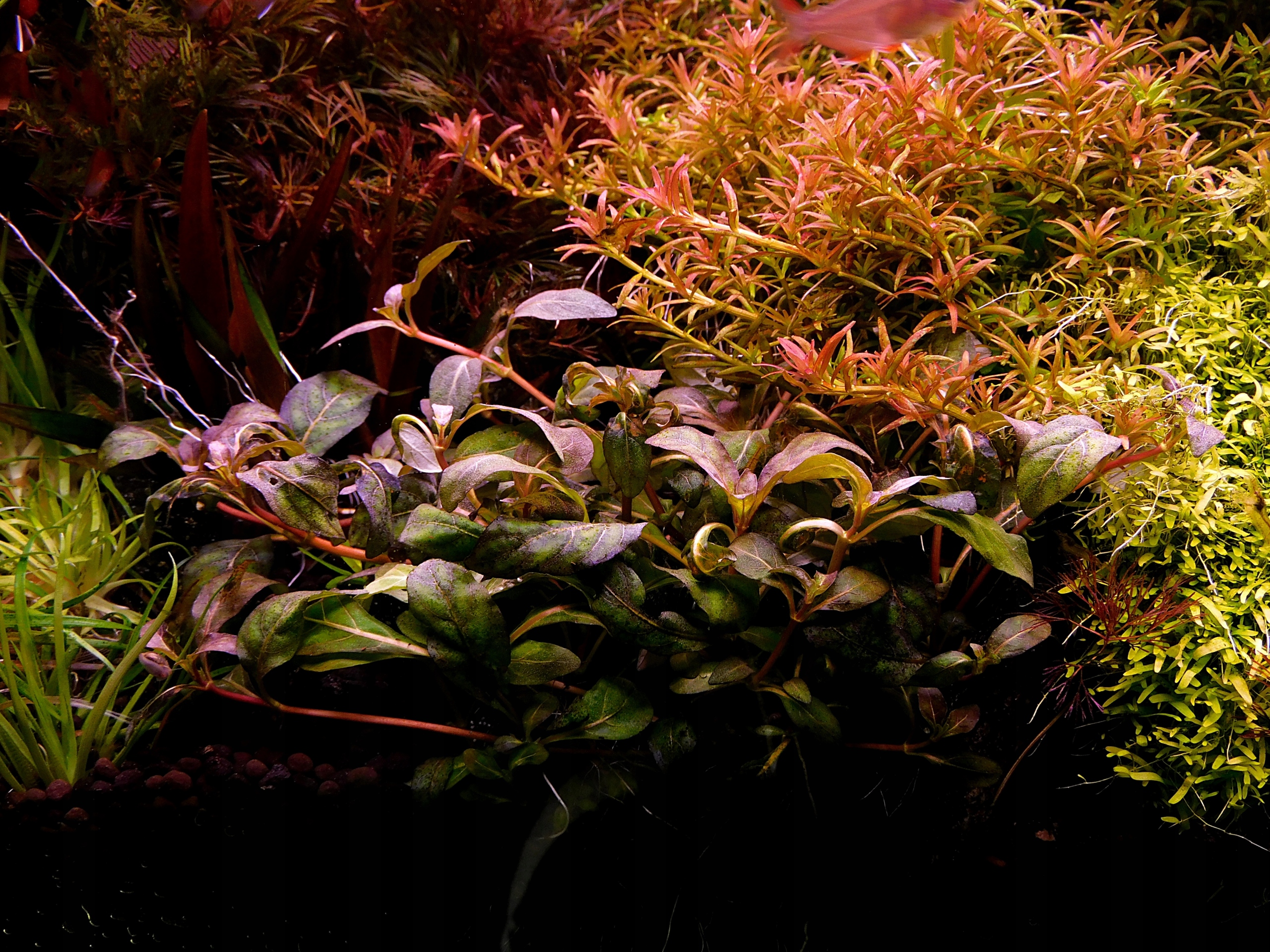 Staurogyne Purple RARYTAS z hodowli podwodnej