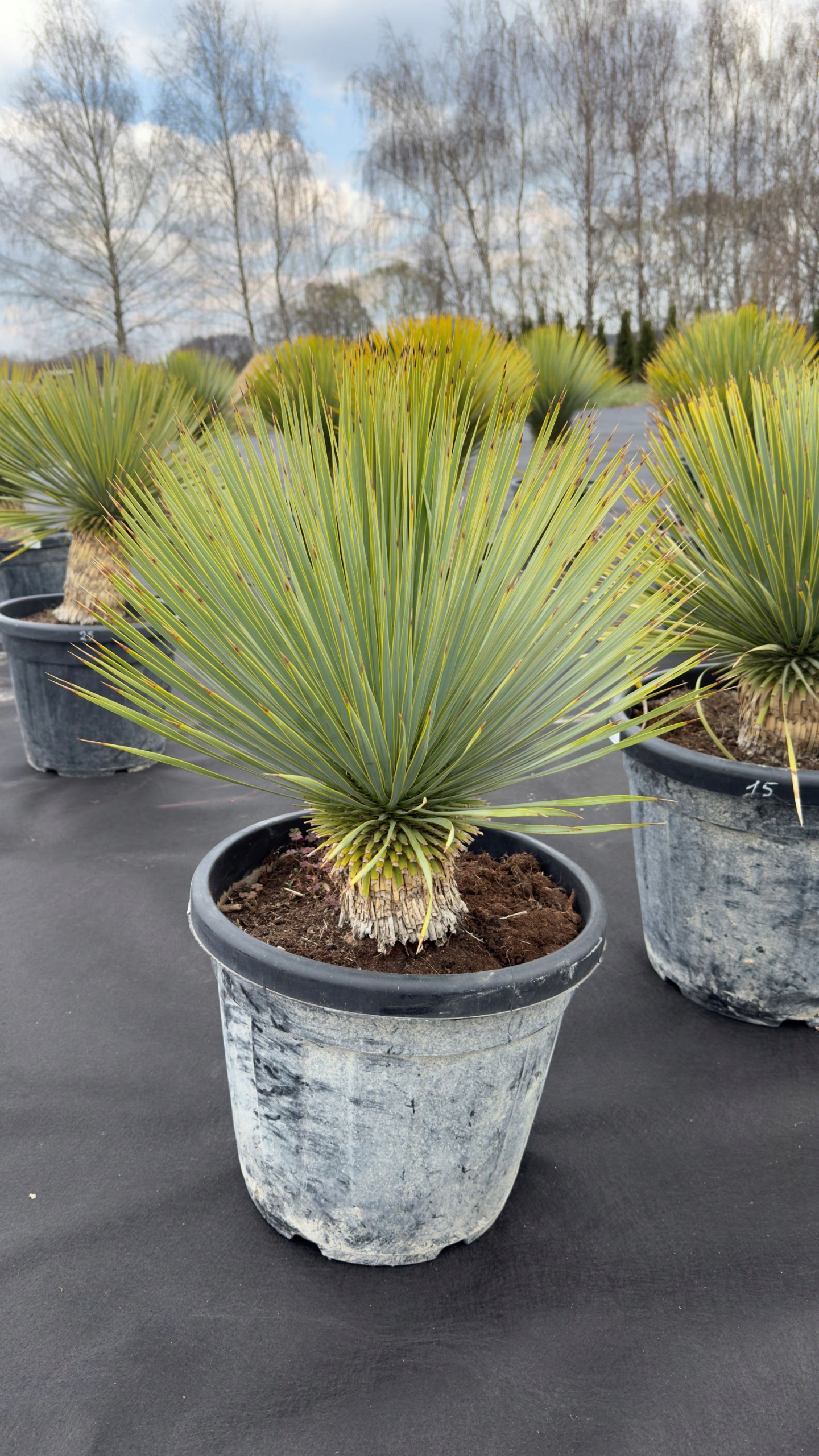 Yucca Rostrata, Juka Rostrata 70-80cm