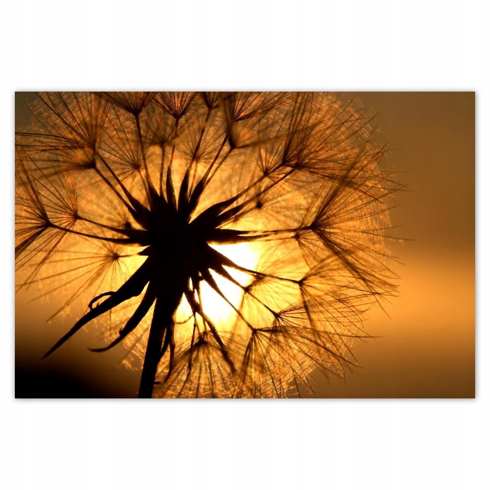 

Plakat 93x62 Dmuchawiec Kwiat Kwiatki