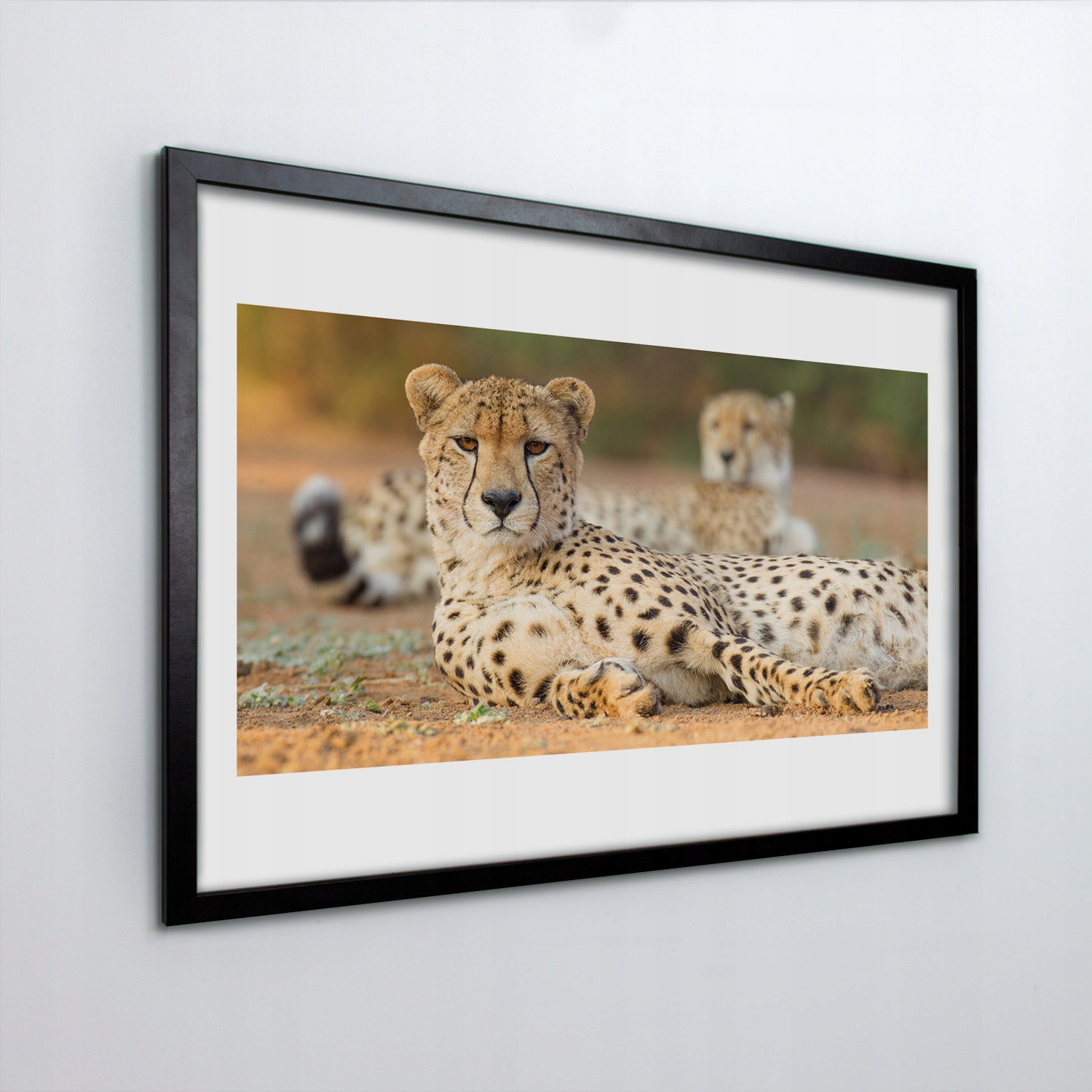 Moderní fotoobraz v rámu Líný gepard 30x20