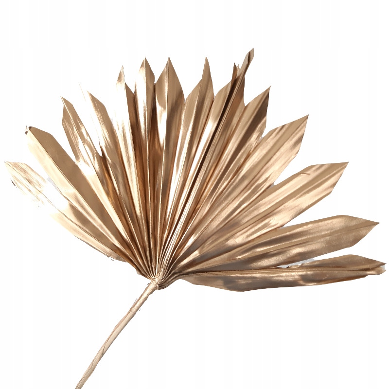 Palma złota liść naturalny MiłaOdmiana