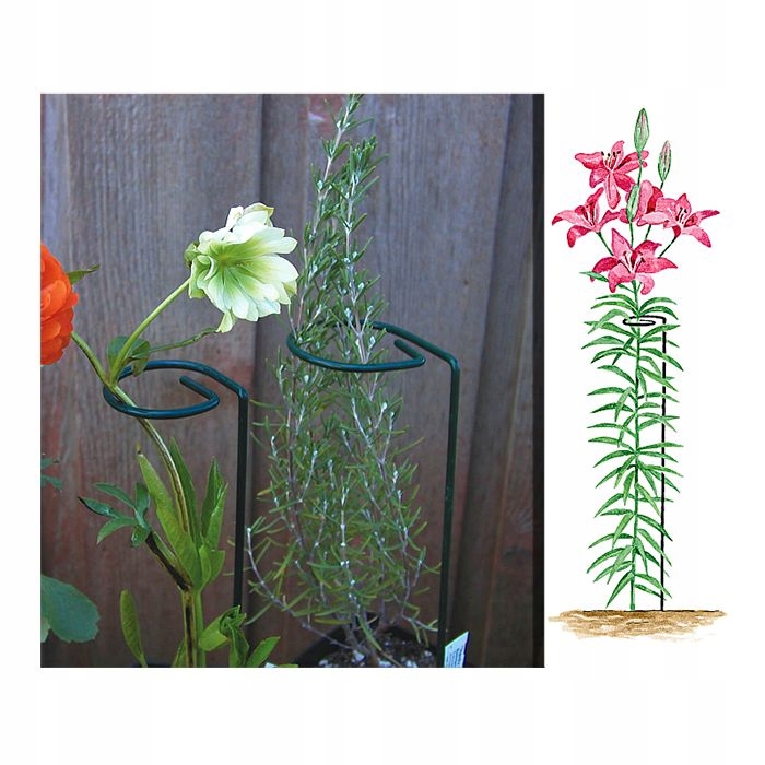 PODPORA DO KWIATÓW ROŚLIN 60cm WBIJANA ZIELONA STABILIZACJA WZROSTU Wysokość produktu 60 cm