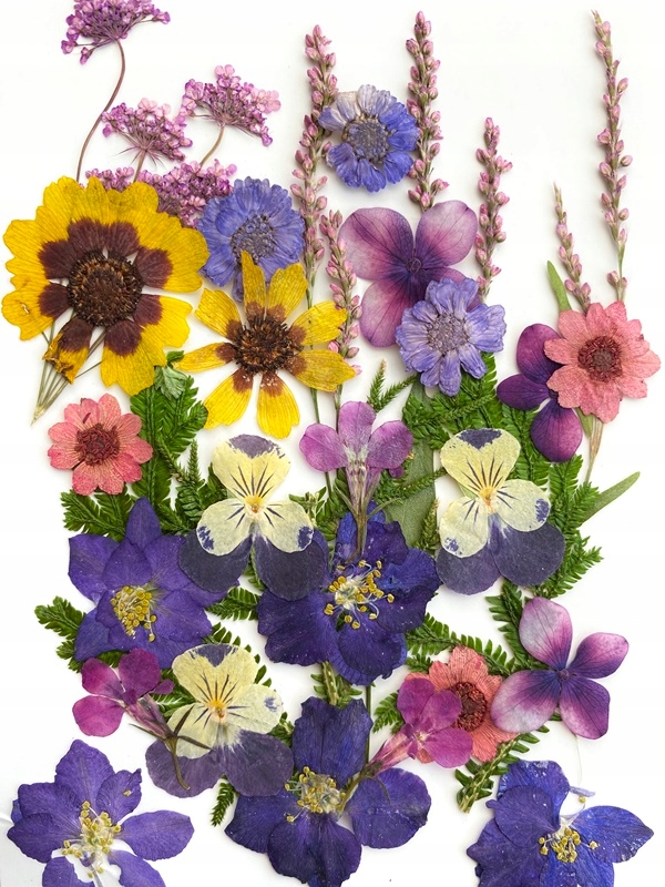 

Kwiaty suszone na płasko Zestaw 16 Miła Odmiana