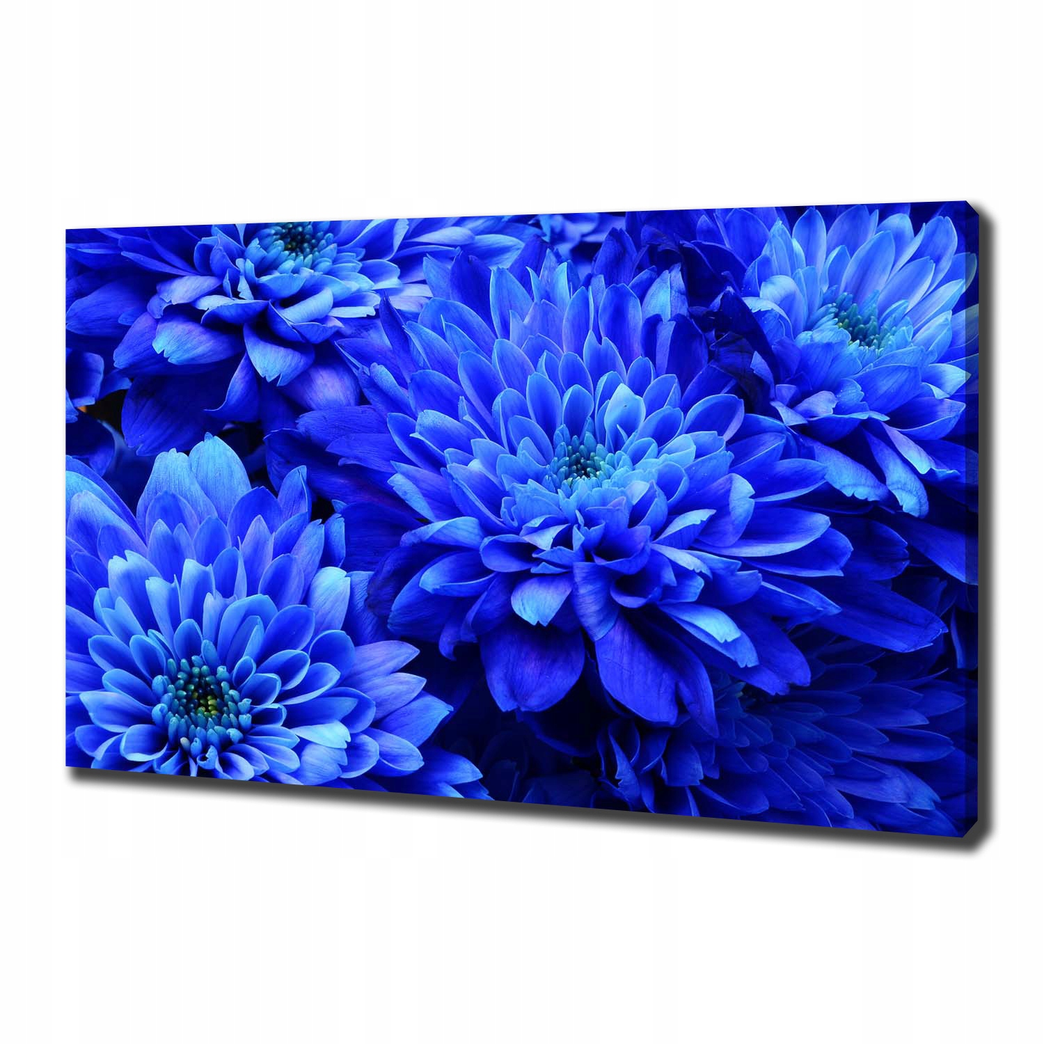 

Foto obraz na płótnie Niebieski aster 100x70 cm