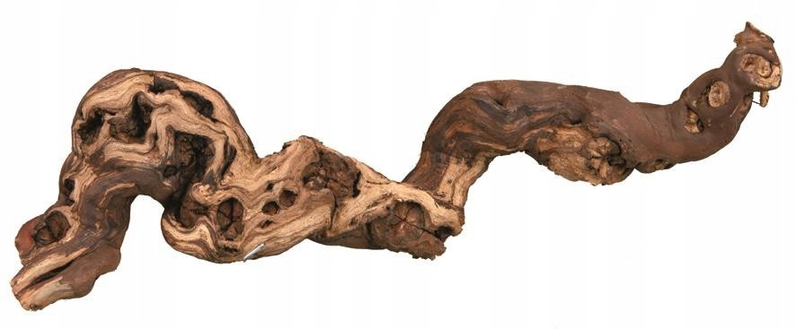 Levně Kořeny vinné révy, pískované, vel. 2, 35-45cm. 5ks/BALENÍ
