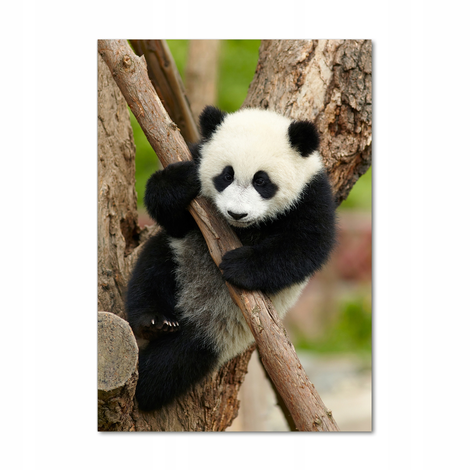 

Foto obraz szklany pionowy Panda na drzewie 70x100
