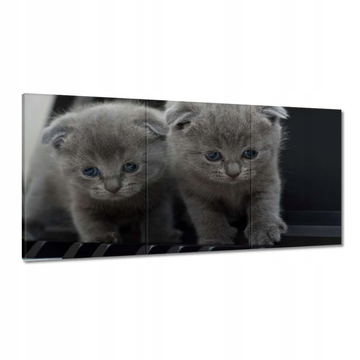 Obrazy 180x90 Britská mačka Mačiatka